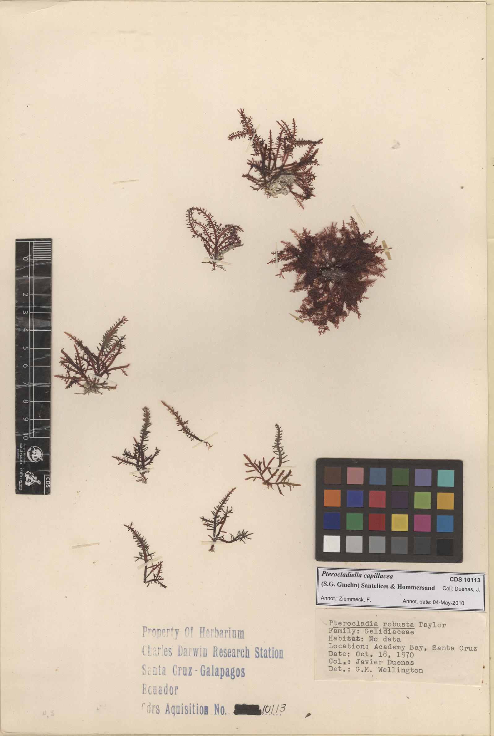 Pterocladiella capillacea , CDS especimen de herbario. Foto: Bravo, L..