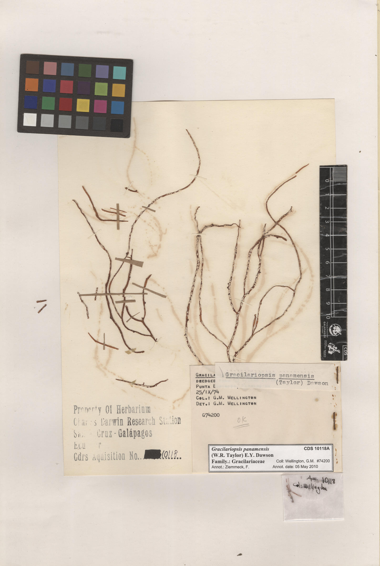  Gracilariopsis panamensis , CDS especimen de herbario. Foto: Bravo, L..
