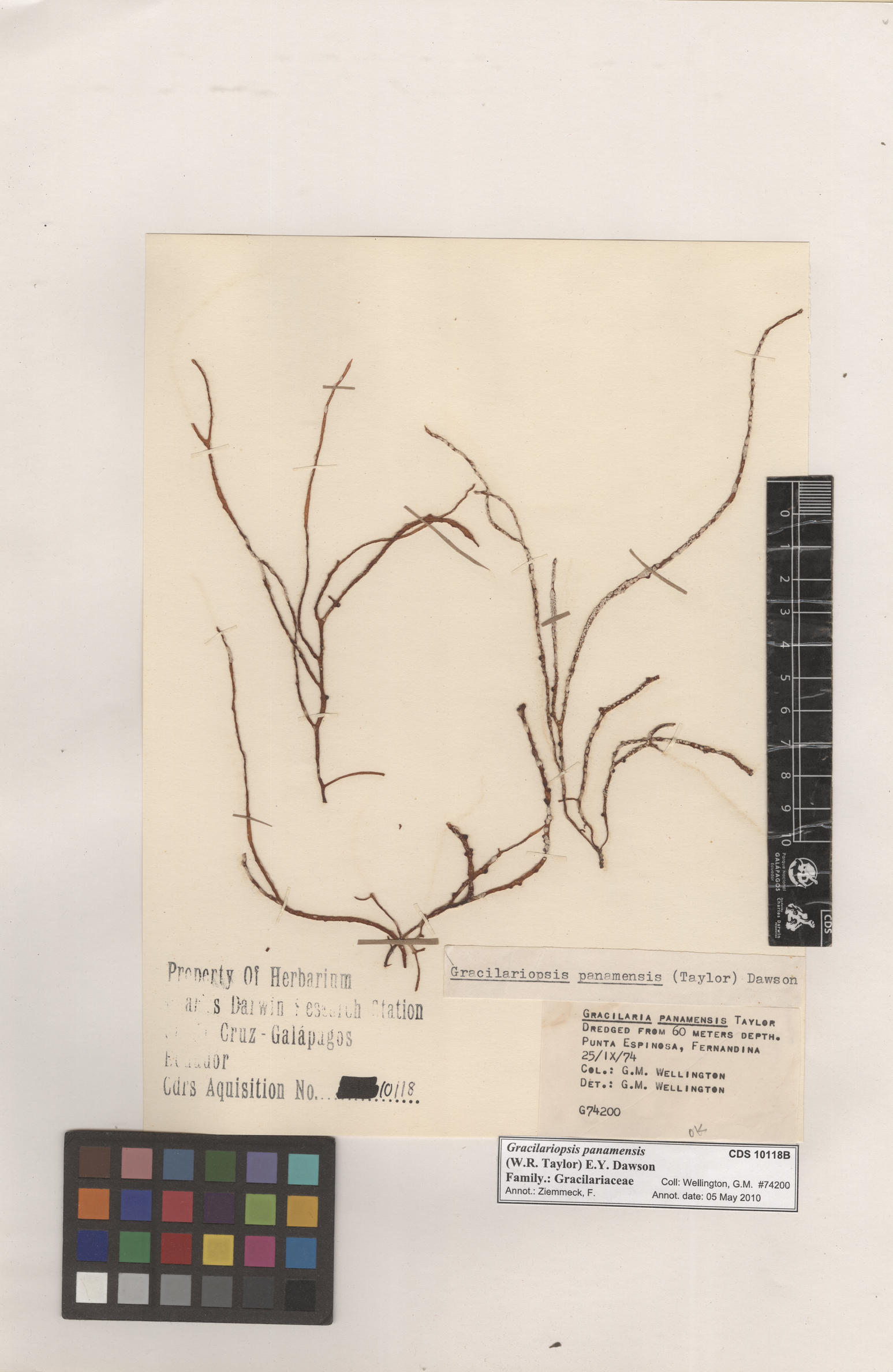  Gracilariopsis panamensis , CDS especimen de herbario. Foto: Bravo, L..