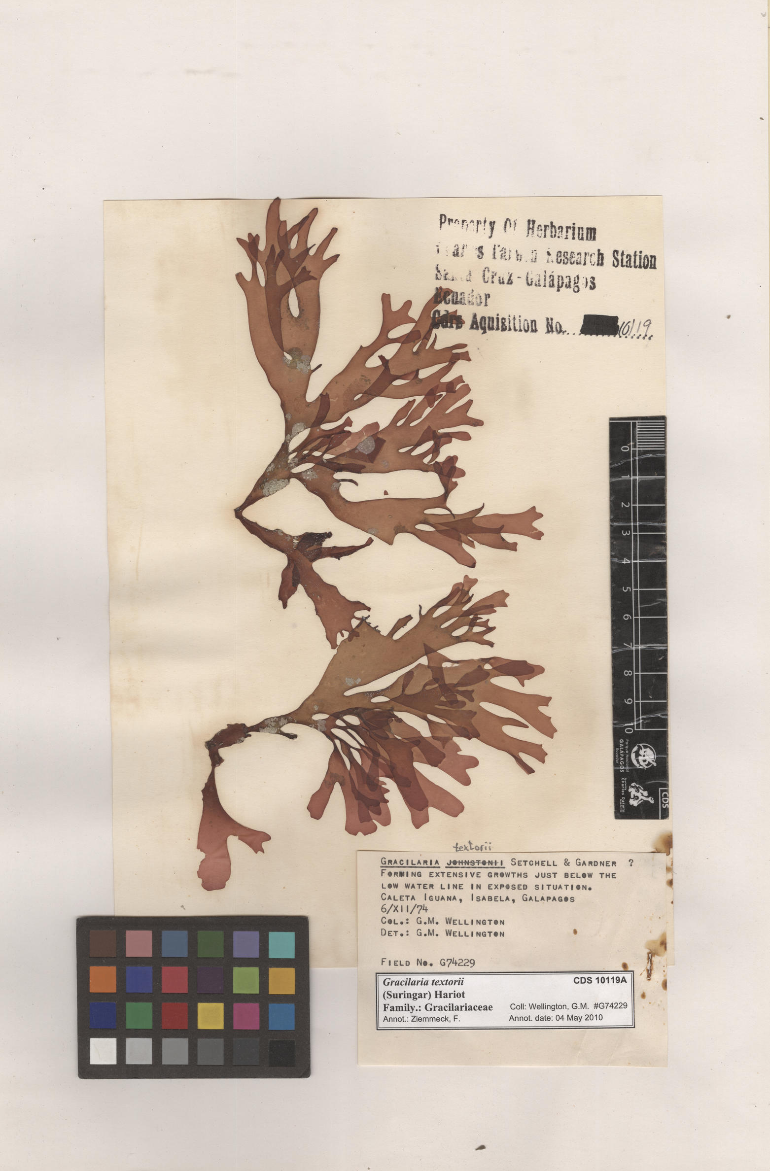  Gracilaria textorii , CDS specimen herbarium. Photo: Bravo, L..
