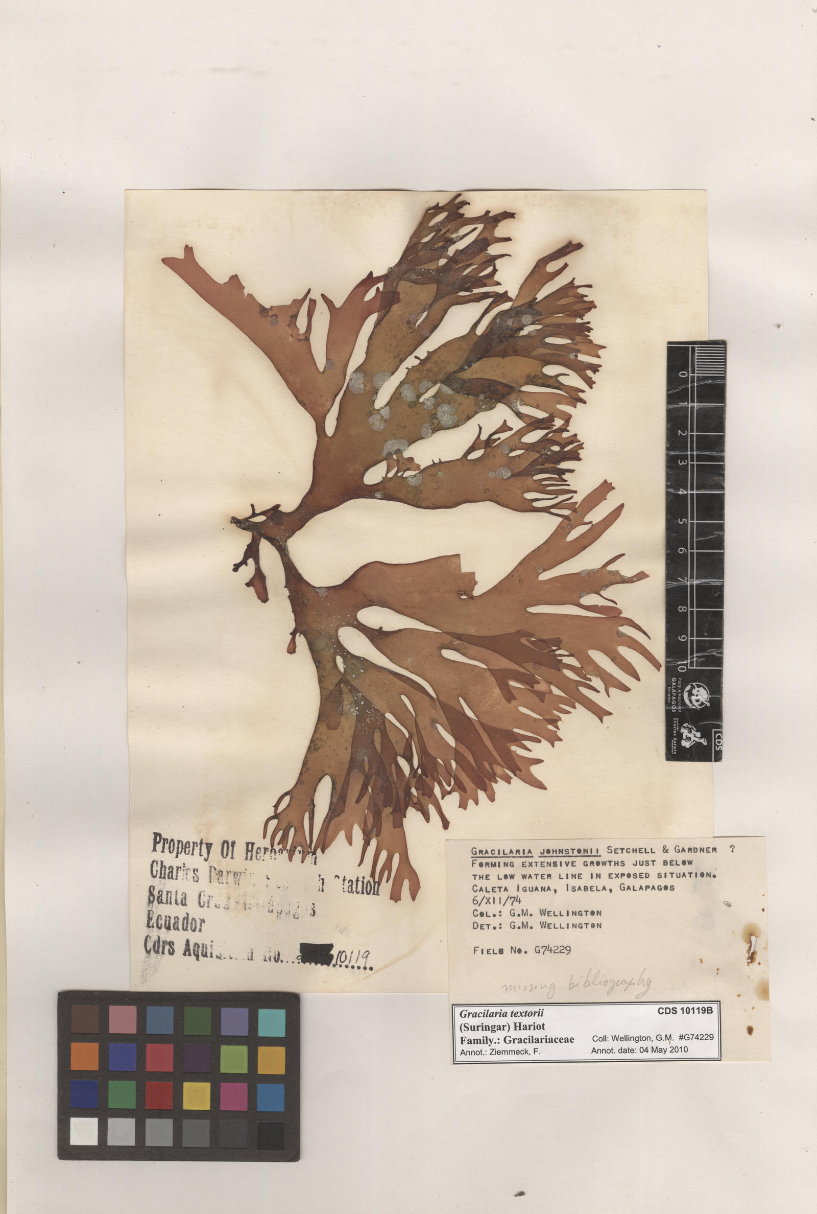  Gracilaria textorii , CDS specimen herbarium. Photo: Bravo, L..
