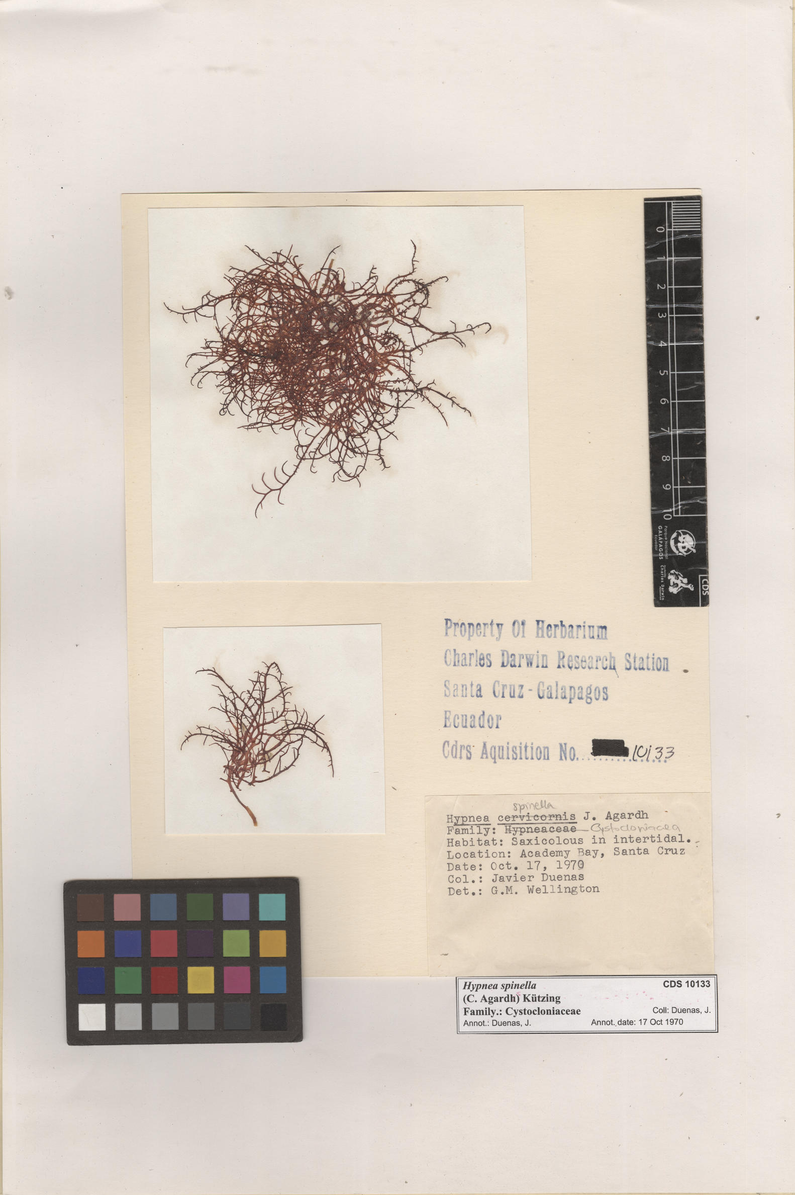  Hypnea spinella , CDS especimen de herbario. Foto: Bravo, L..