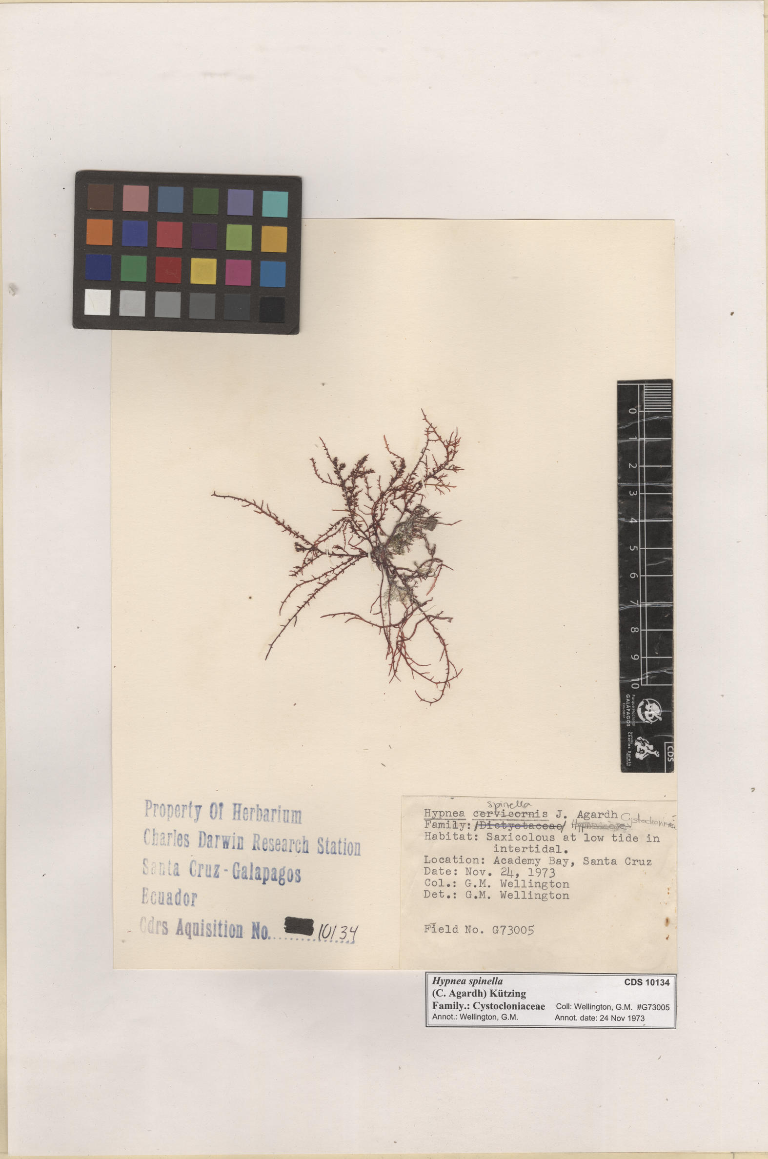  Hypnea spinella , CDS especimen de herbario. Foto: Bravo, L..