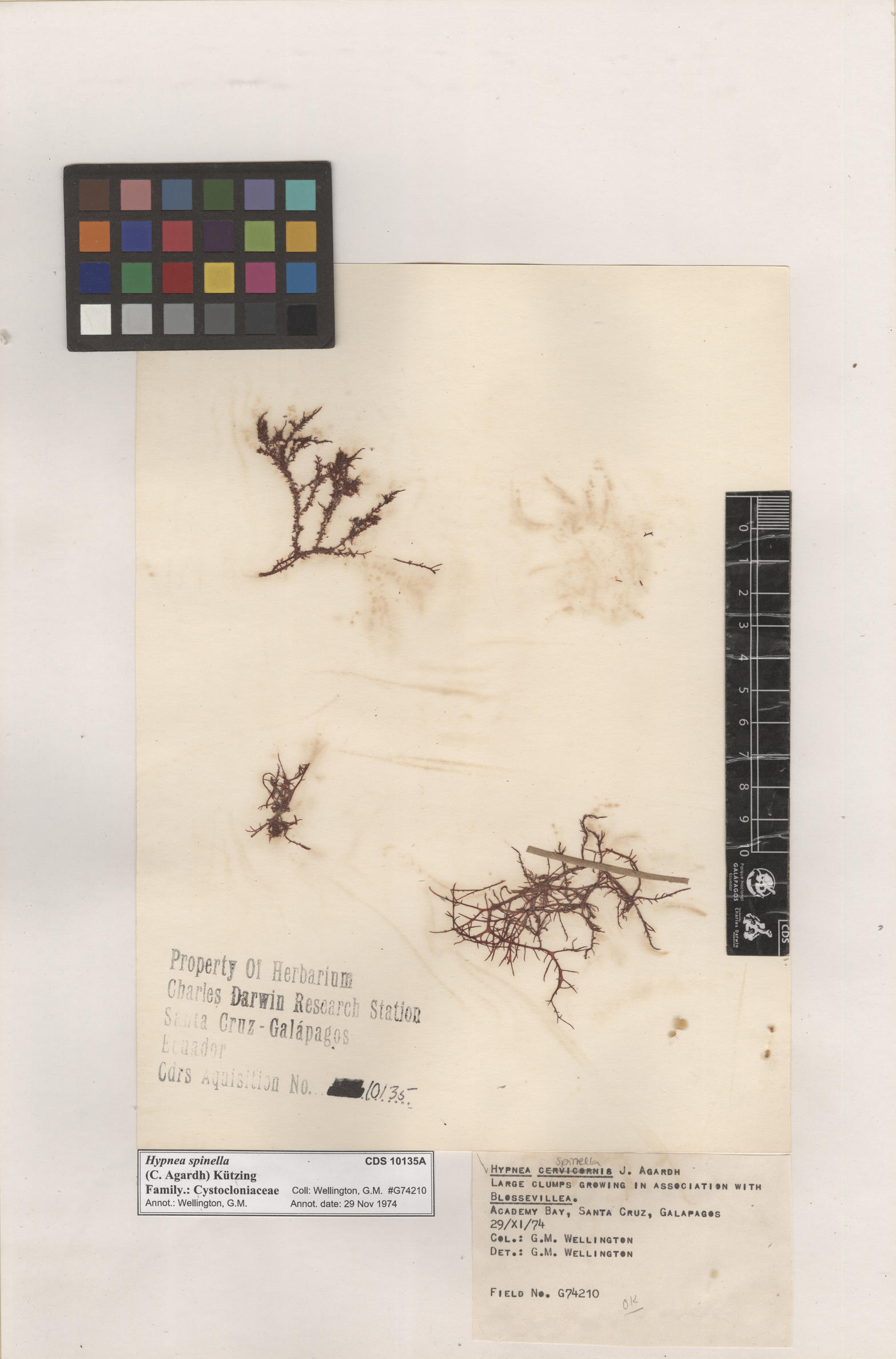  Hypnea spinella , CDS especimen de herbario. Foto: Bravo, L..