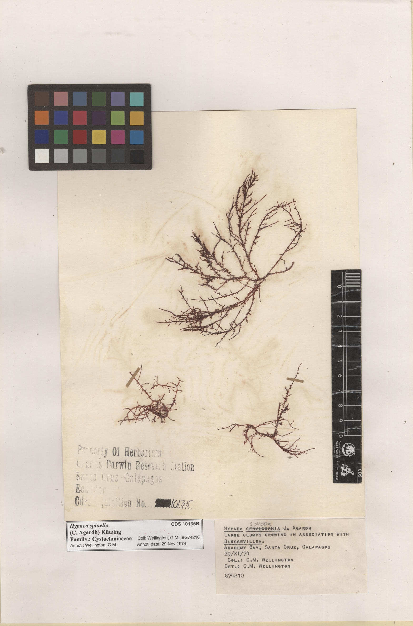  Hypnea spinella , CDS especimen de herbario. Foto: Bravo, L..