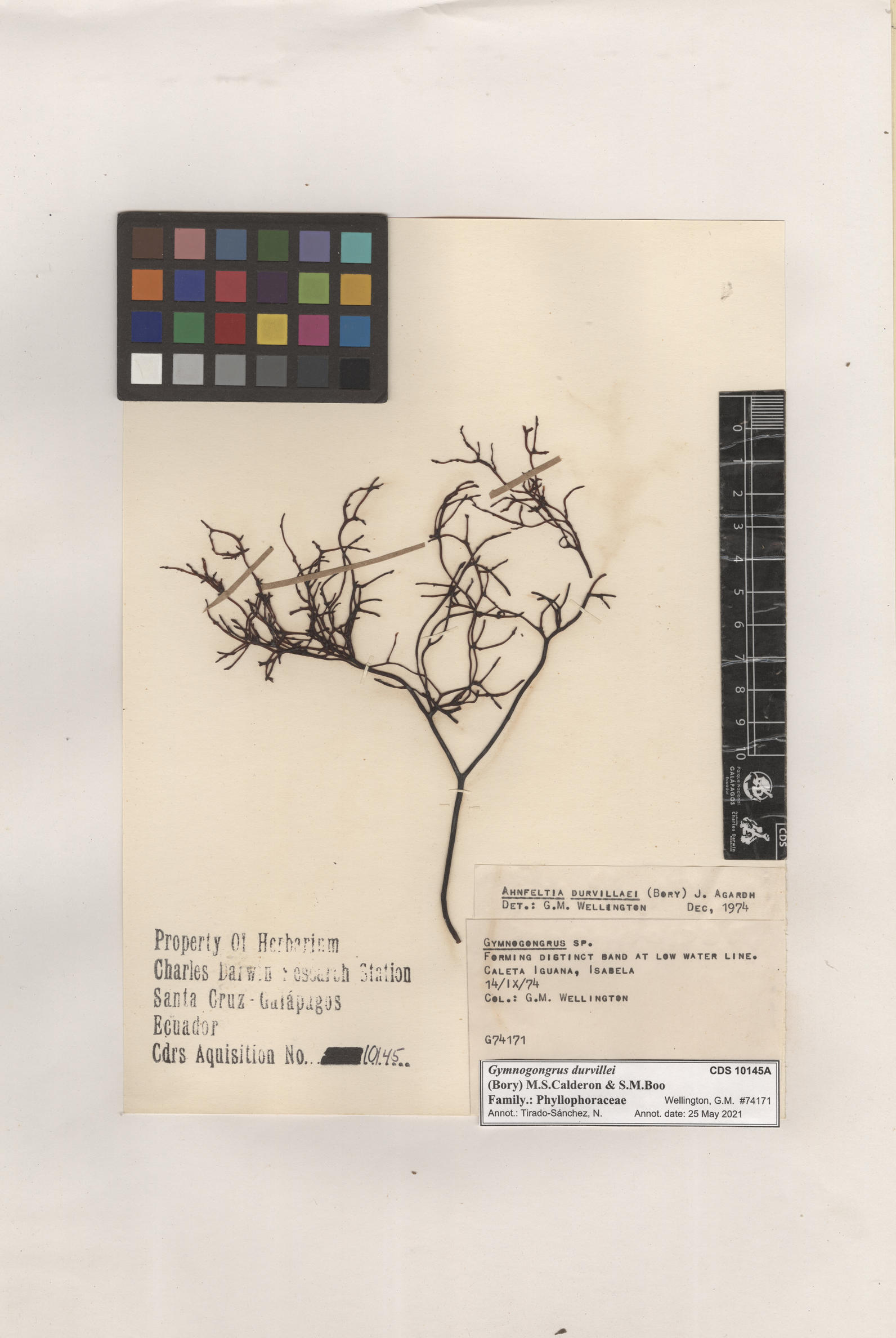 Gymnogongrus durvillei , CDS especimen de herbario. Foto: Bravo, L..