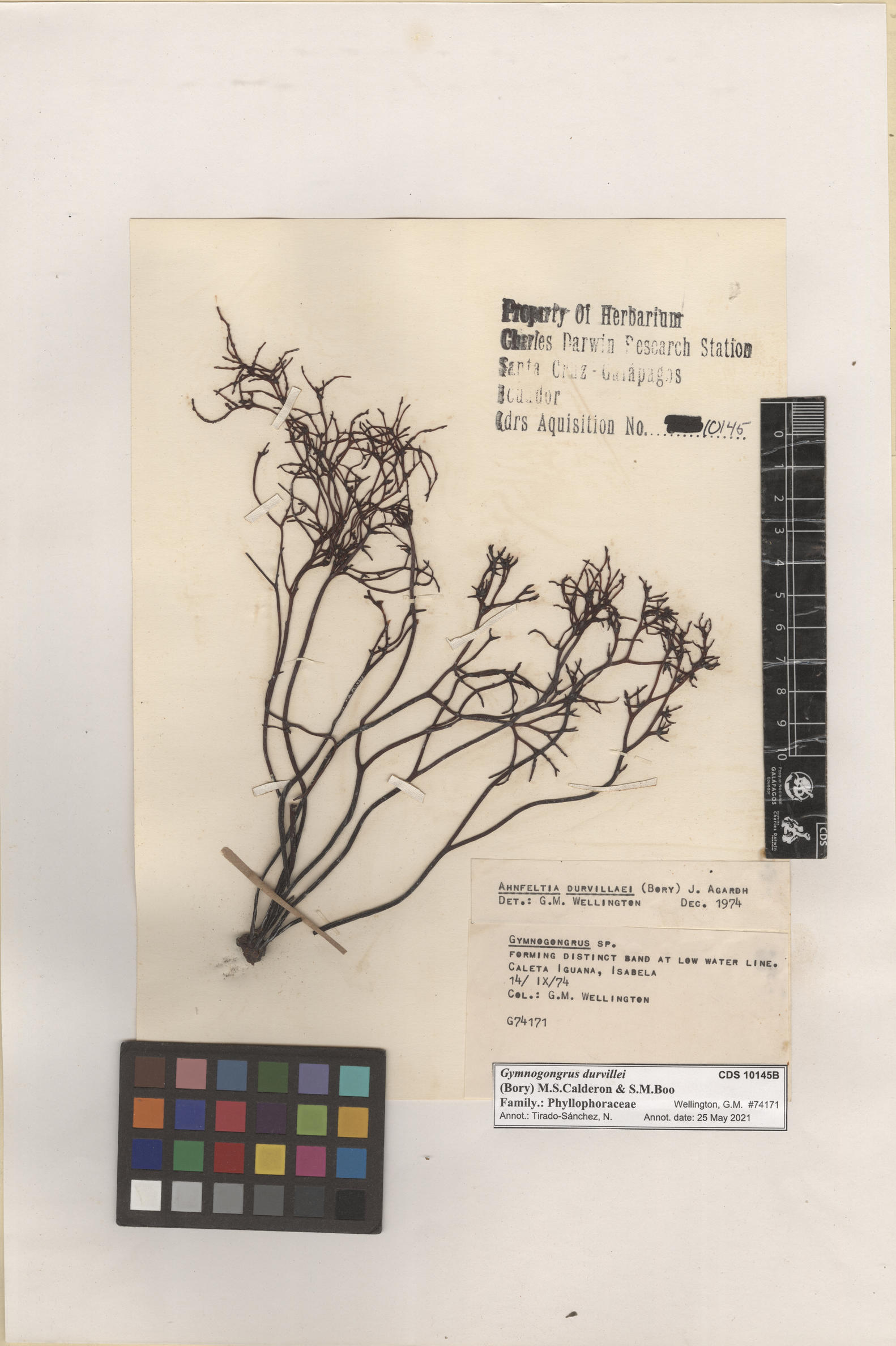 Gymnogongrus durvillei , CDS especimen de herbario. Foto: Bravo, L..