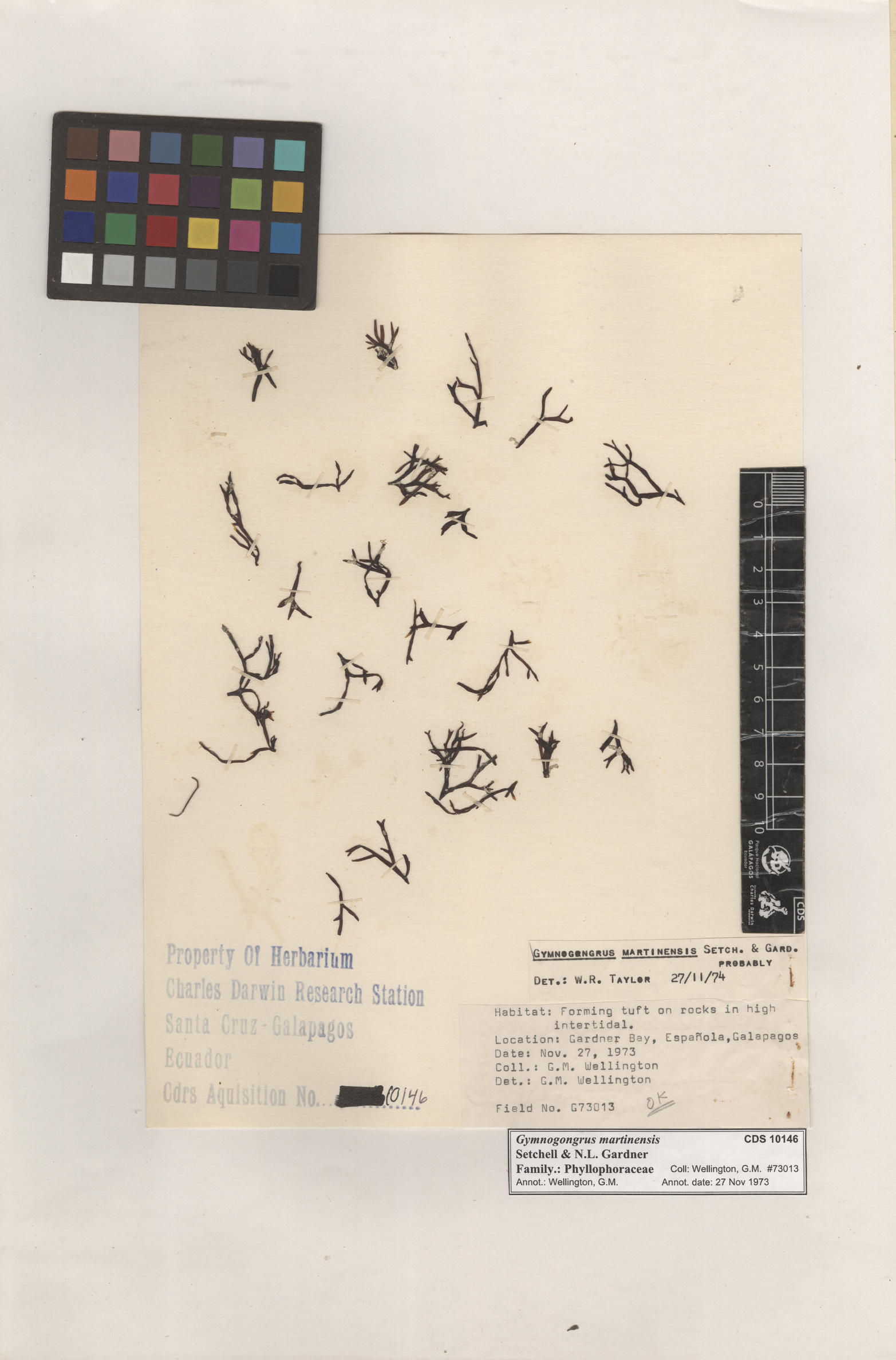  Gymnogongrus martinensis , CDS specimen herbarium. Photo: Bravo, L..