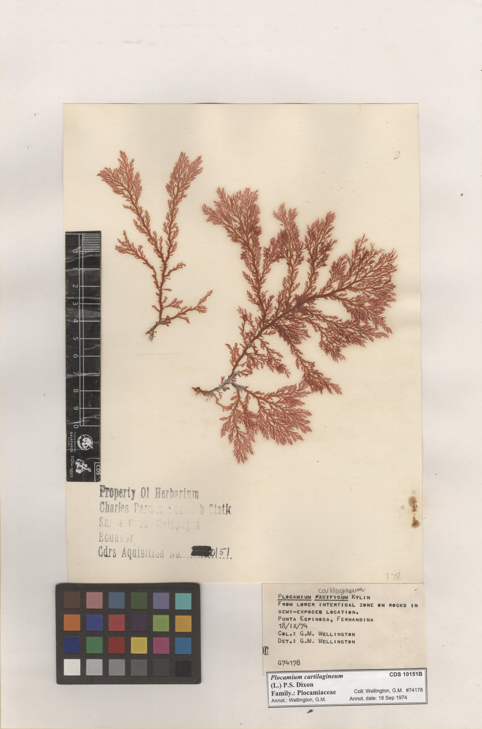  Plocamium cartilagineum , CDS specimen herbarium. Photo: Bravo, L..