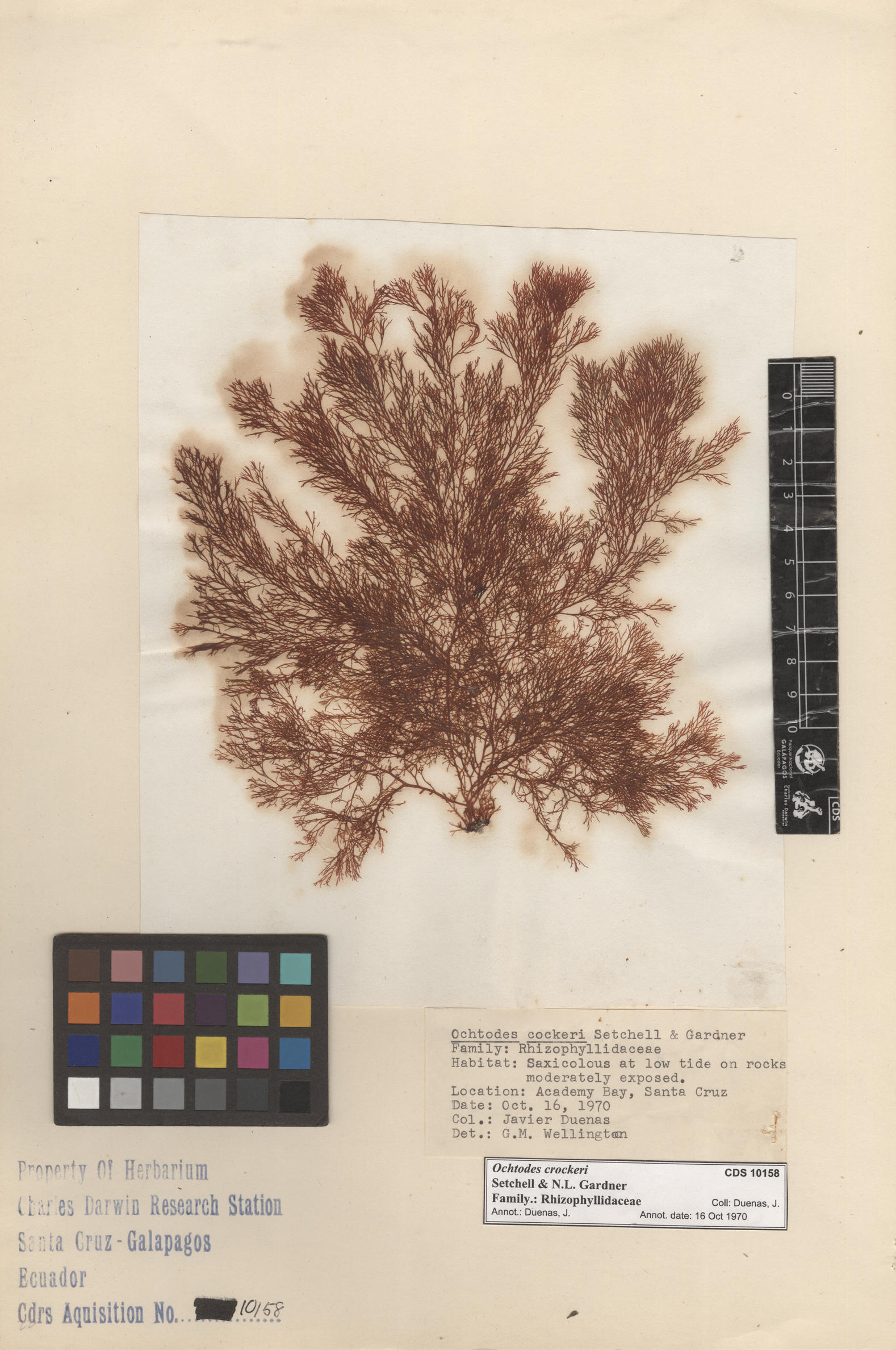  Ochtodes crockeri , CDS specimen herbarium. Photo: Bravo, L..