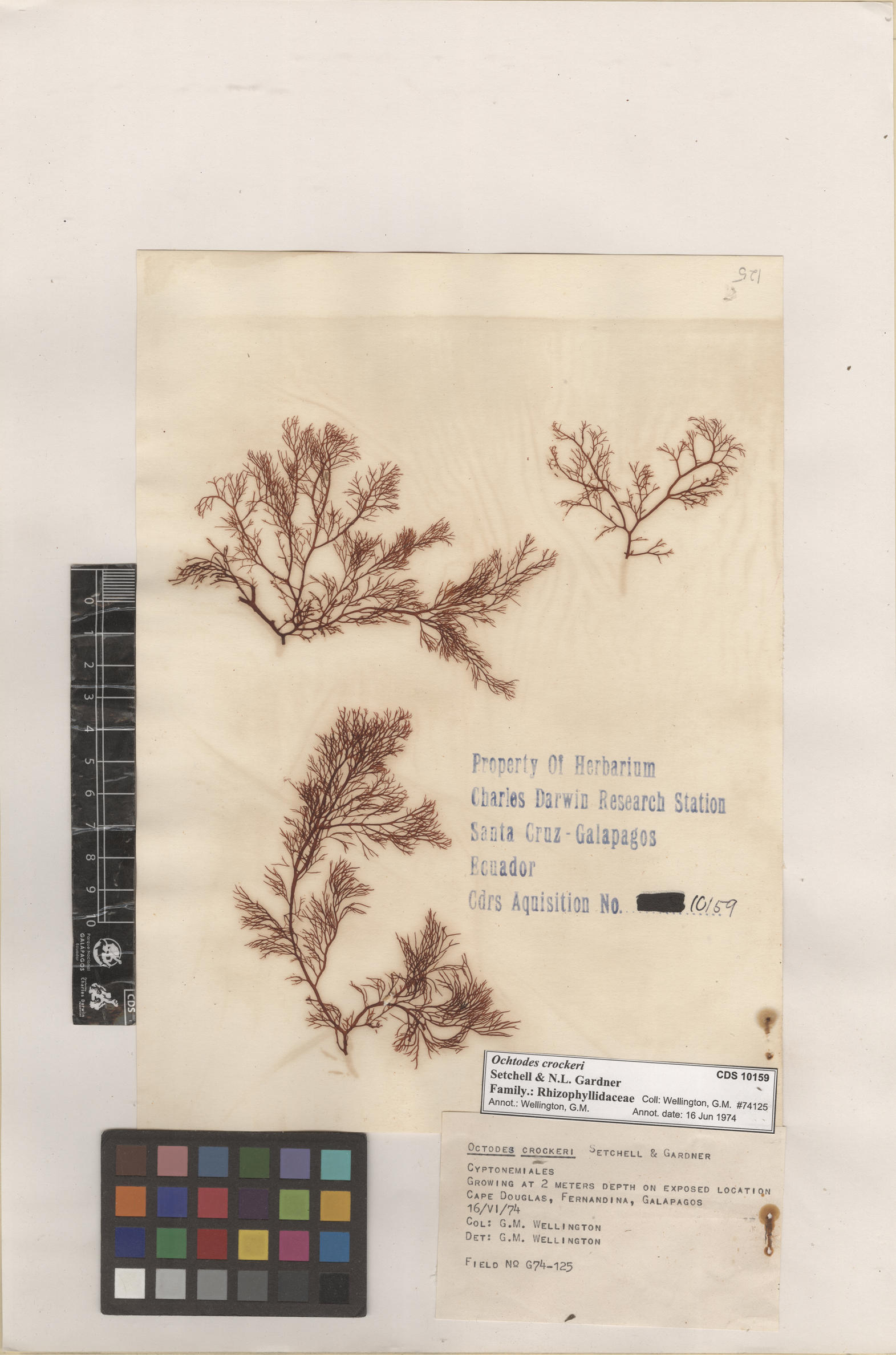  Ochtodes crockeri , CDS specimen herbarium. Photo: Bravo, L..