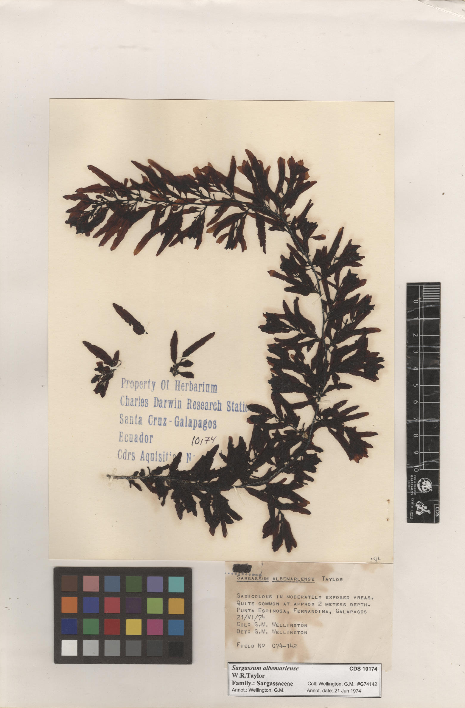  Sargassum albemarlense , CDS specimen herbarium. Photo: Bravo, L..