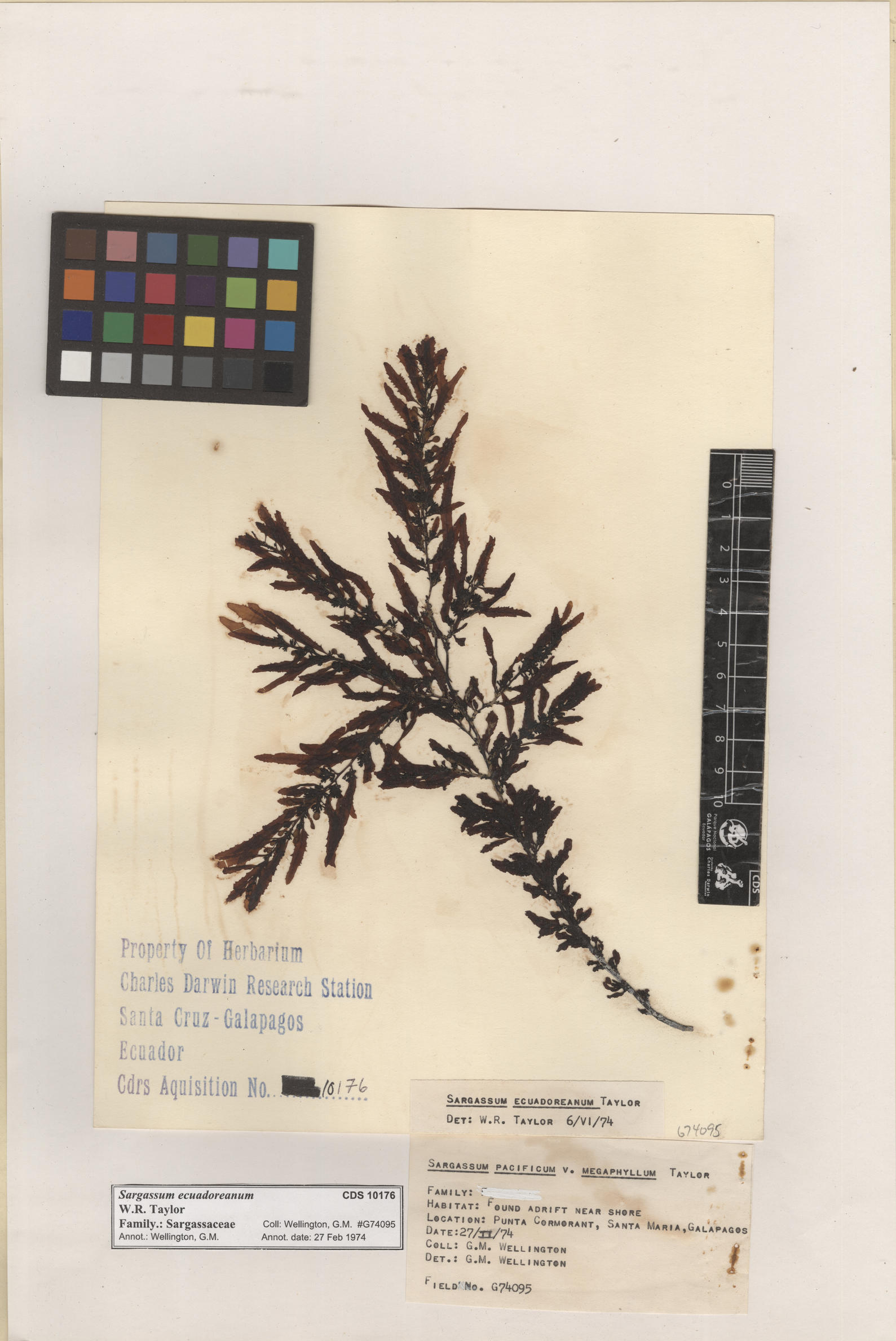  Sargassum ecuadoreanum , CDS especimen de herbario. Foto: Bravo, L..