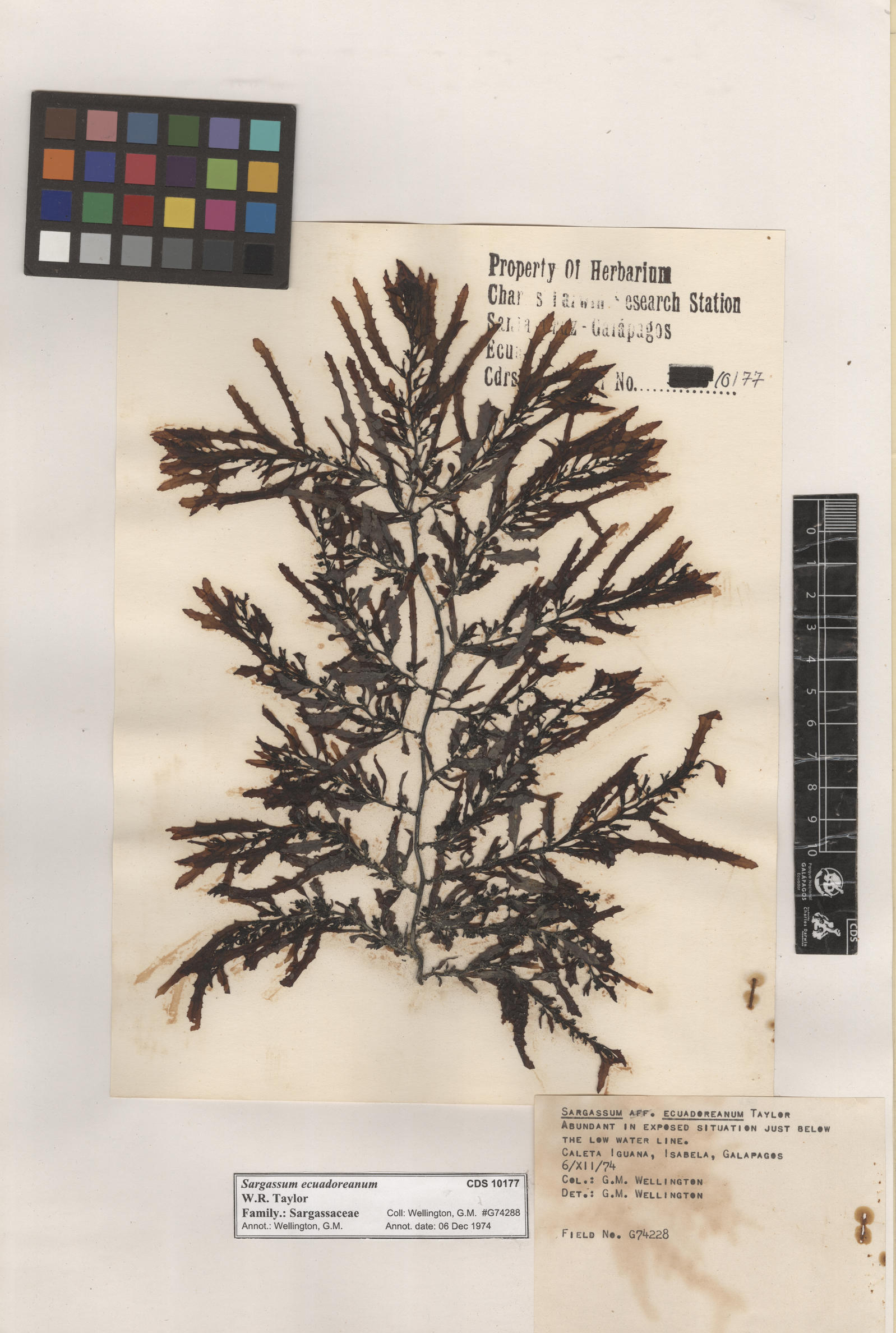  Sargassum ecuadoreanum , CDS especimen de herbario. Foto: Bravo, L..