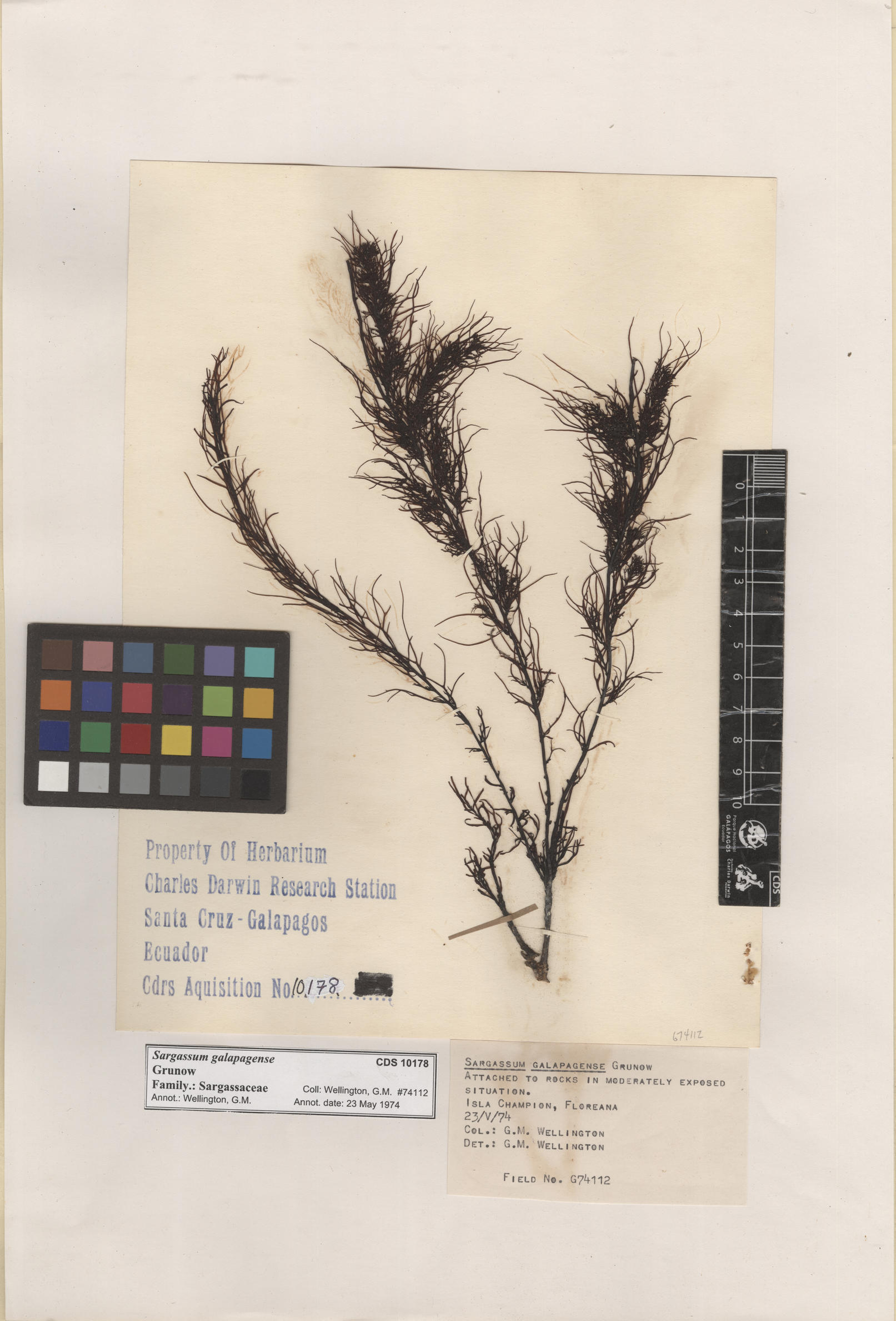 Sargassum galapagense , CDS especimen de herbario. Foto: Bravo, L..