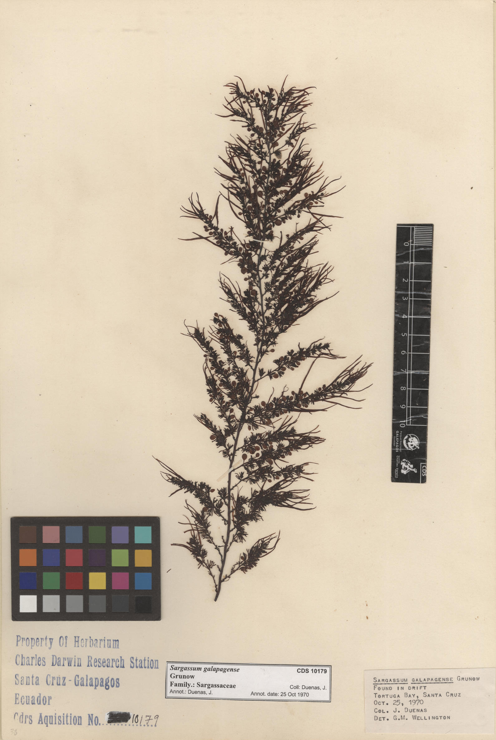 Sargassum galapagense , CDS especimen de herbario. Foto: Bravo, L..
