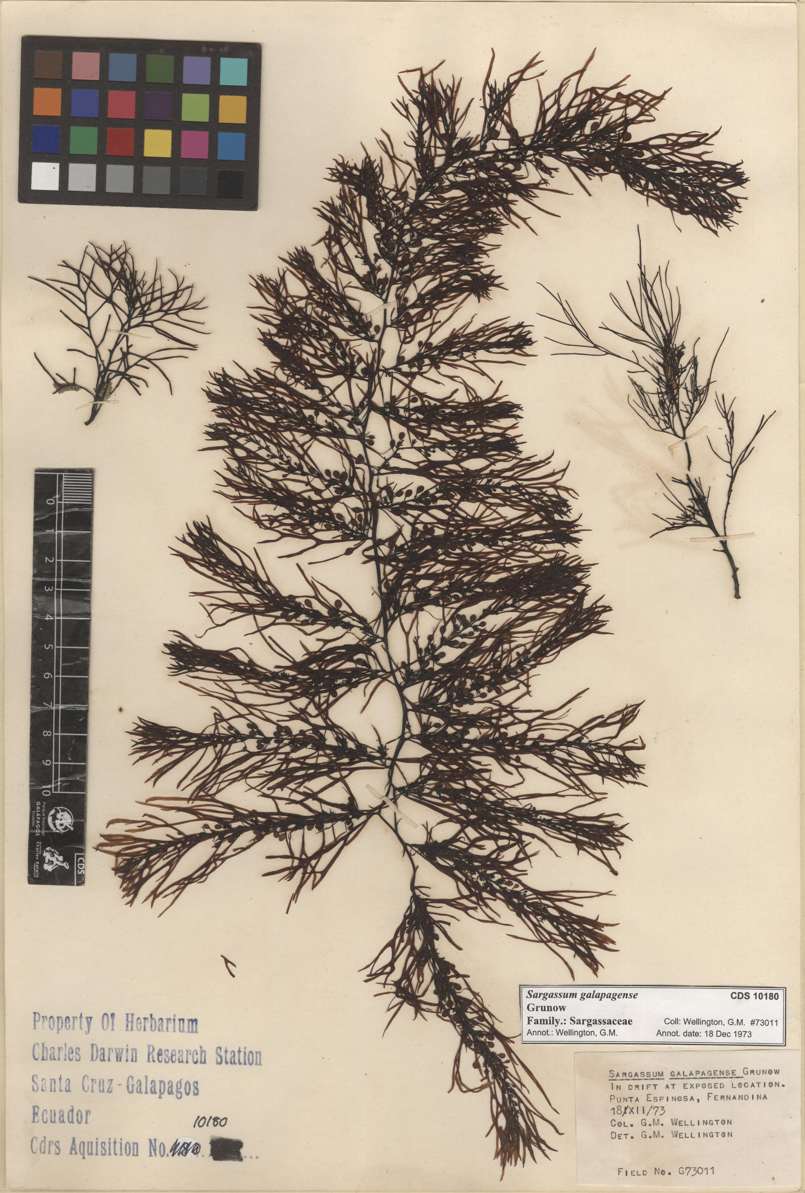 Sargassum galapagense , CDS especimen de herbario. Foto: Bravo, L..
