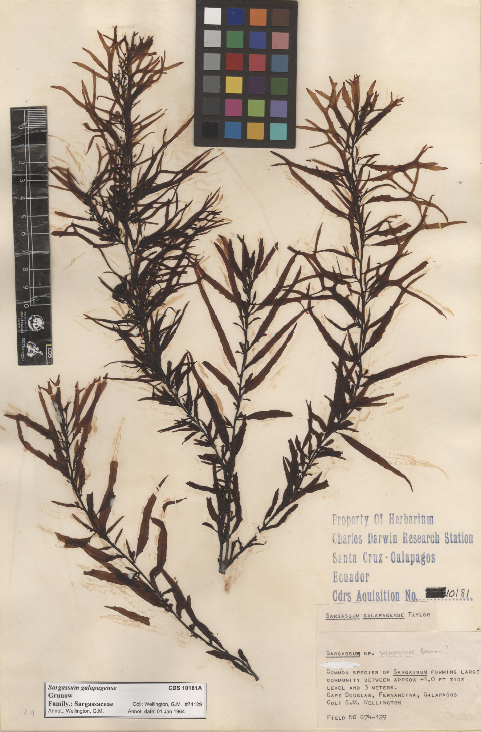 Sargassum galapagense , CDS especimen de herbario. Foto: Bravo, L..
