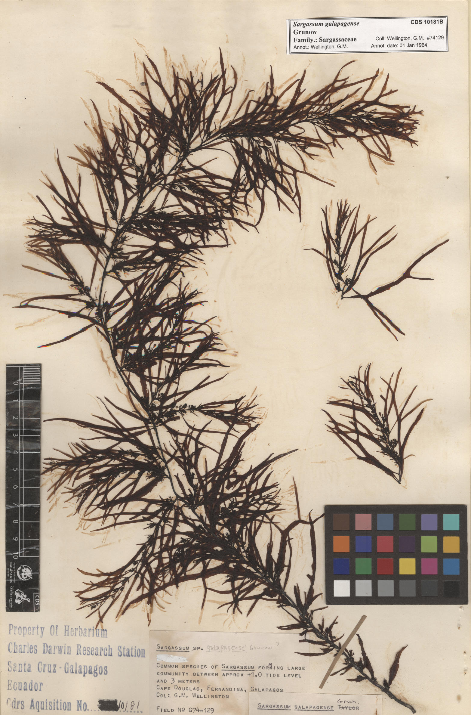 Sargassum galapagense , CDS especimen de herbario. Foto: Bravo, L..