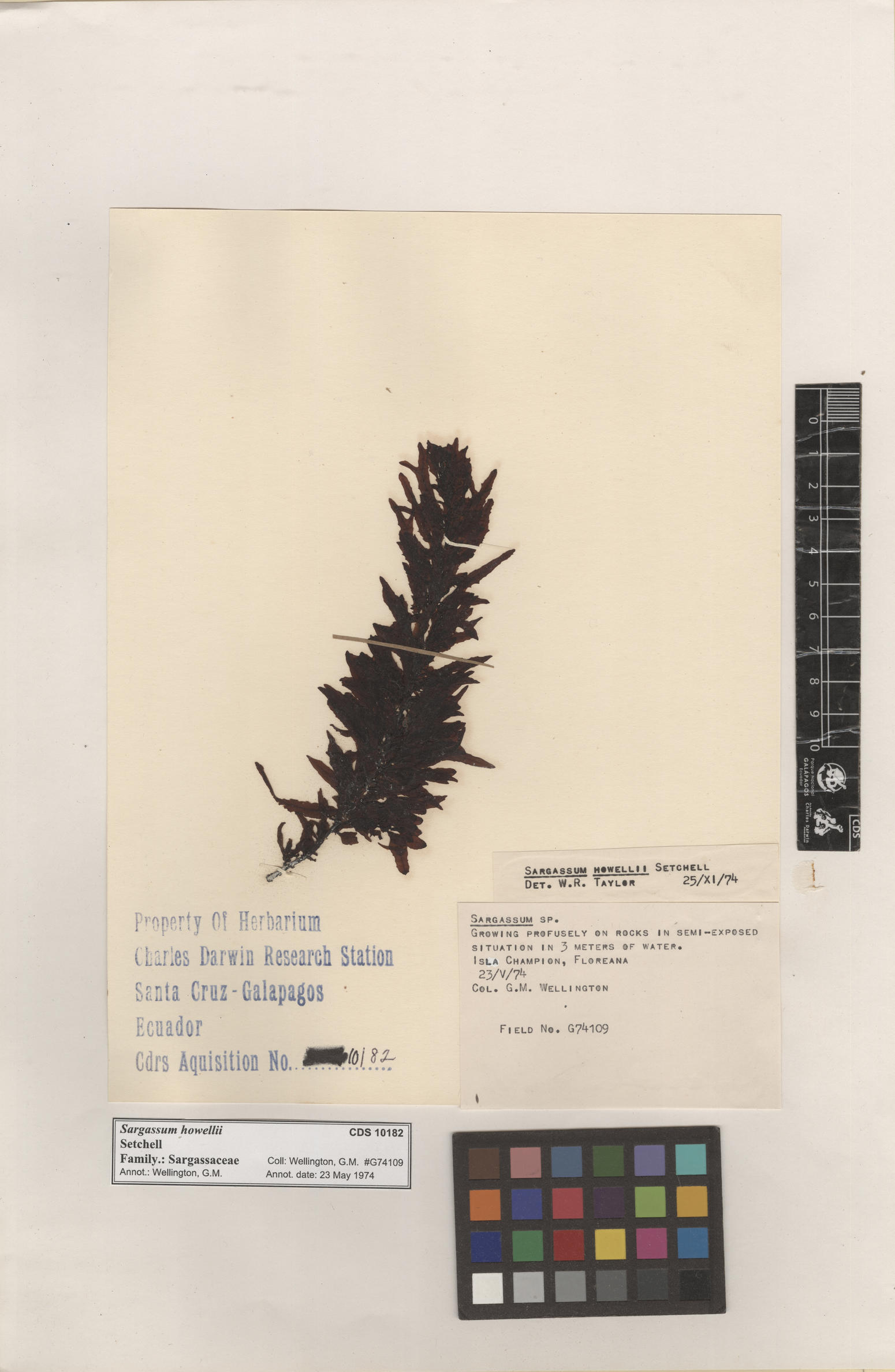  Sargassum howellii , CDS specimen herbarium. Photo: Bravo, L..