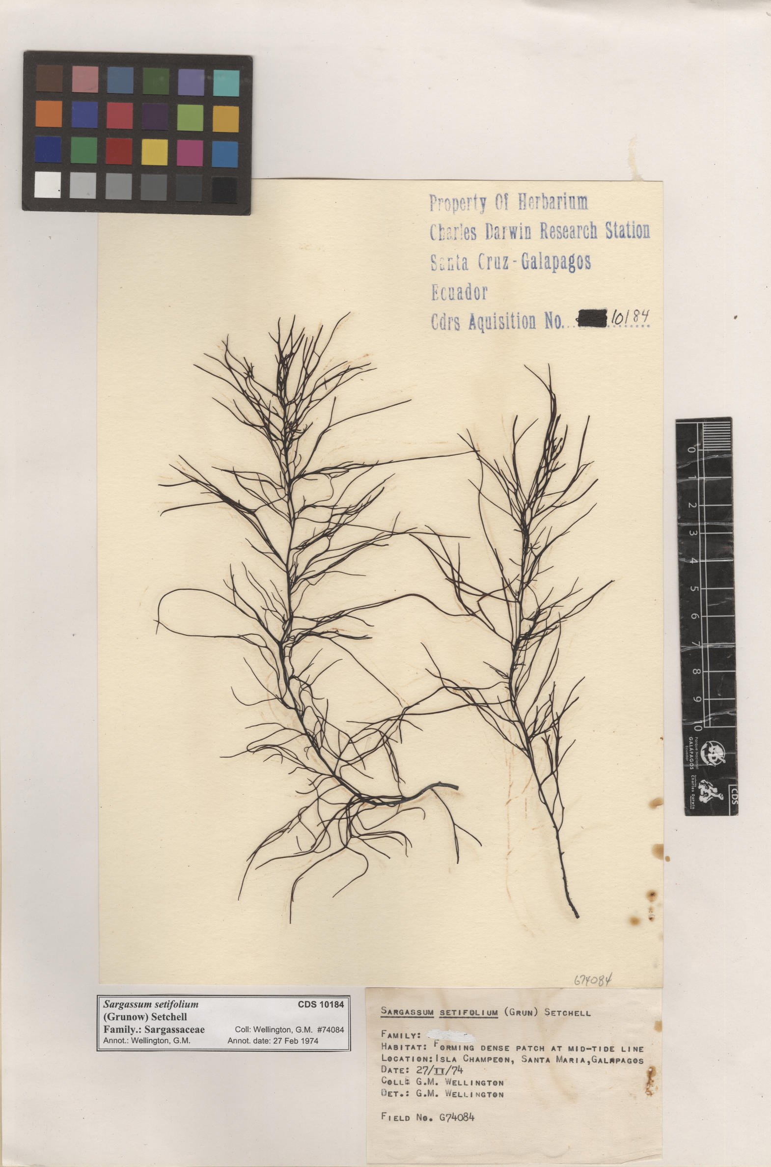  Sargassum setifolium , CDS specimen herbarium. Photo: Bravo, L..