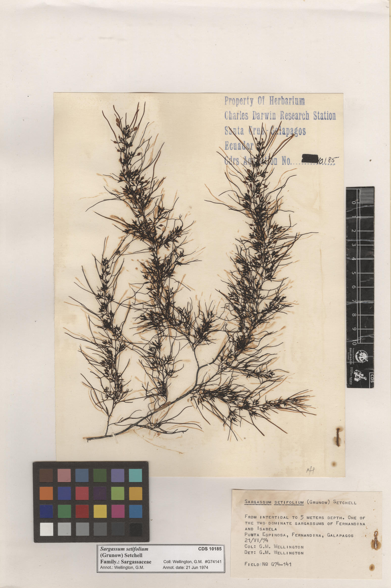 Sargassum setifolium , CDS specimen herbarium. Photo: Bravo, L..