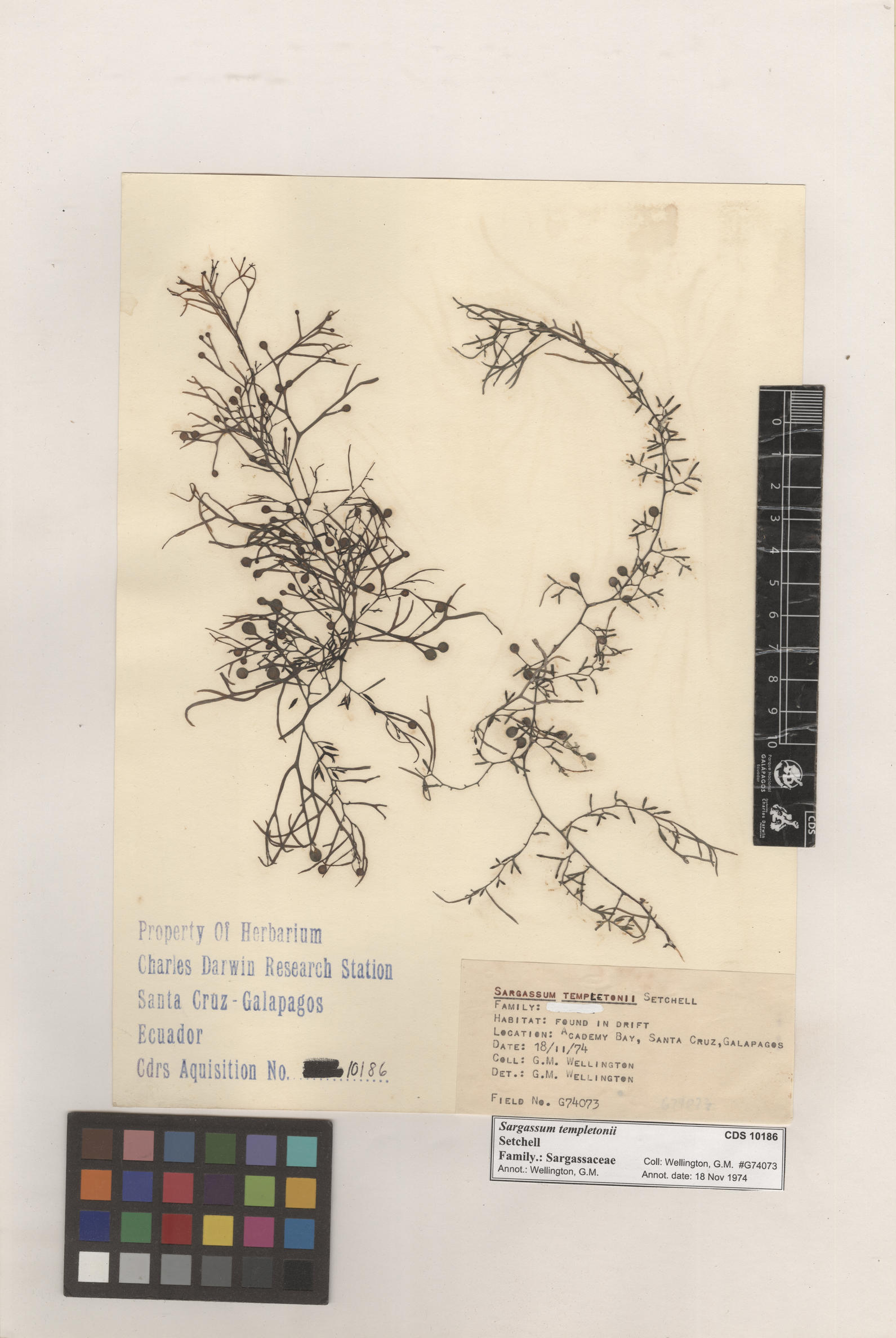 Sargassum templetonii , CDS specimen herbarium. Photo: Bravo, L..