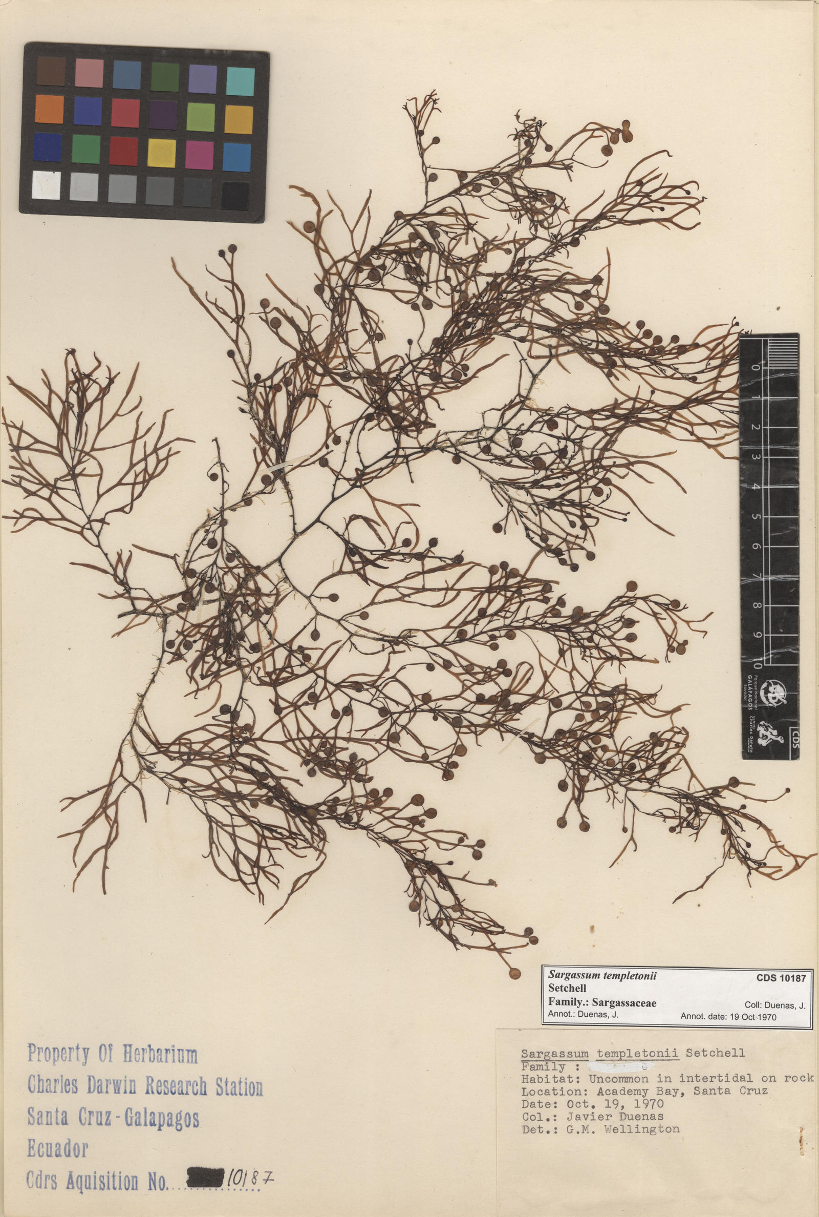 Sargassum templetonii , CDS specimen herbarium. Photo: Bravo, L..