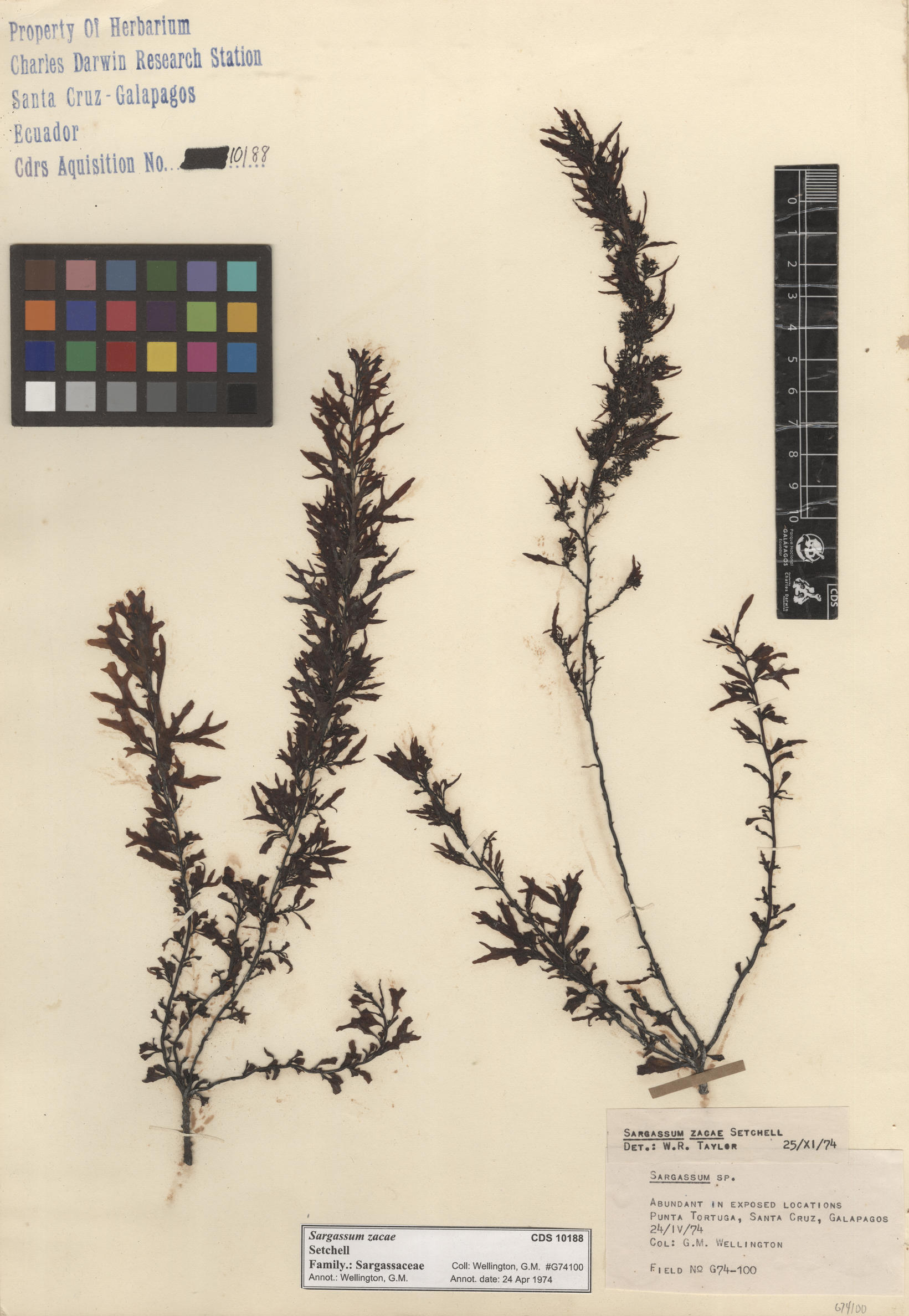  Sargassum zacae , CDS specimen herbarium. Photo: Bravo, L..