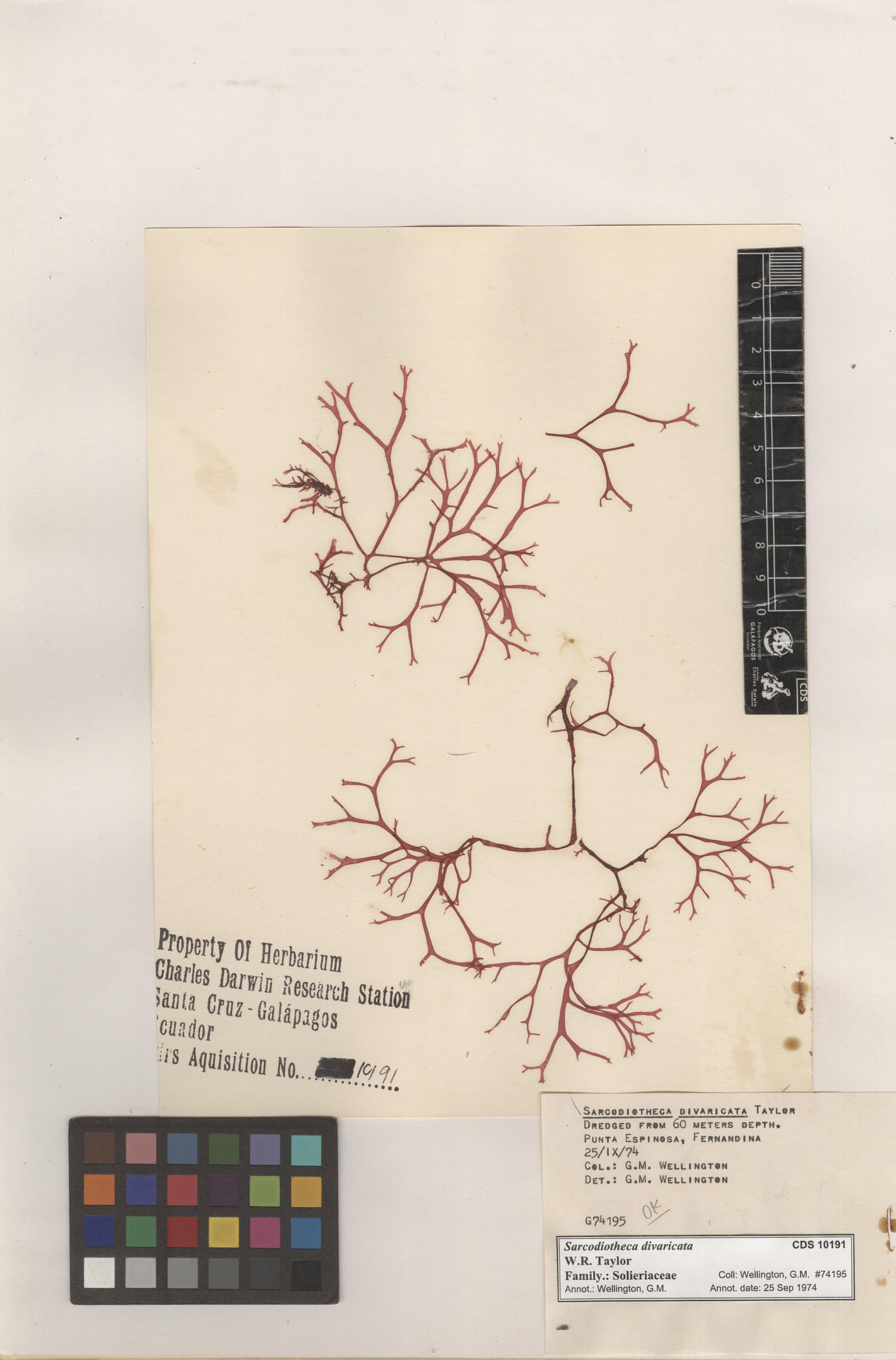 Sarcodiotheca divaricata , CDS specimen herbarium. Photo: Bravo, L..