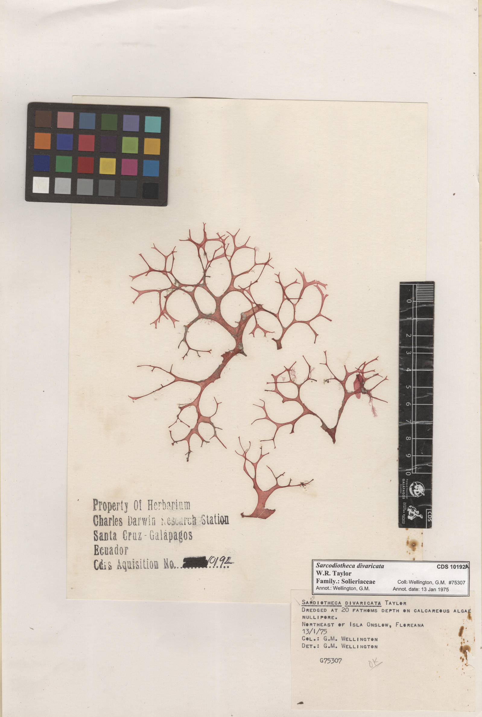 Sarcodiotheca divaricata , CDS specimen herbarium. Photo: Bravo, L..