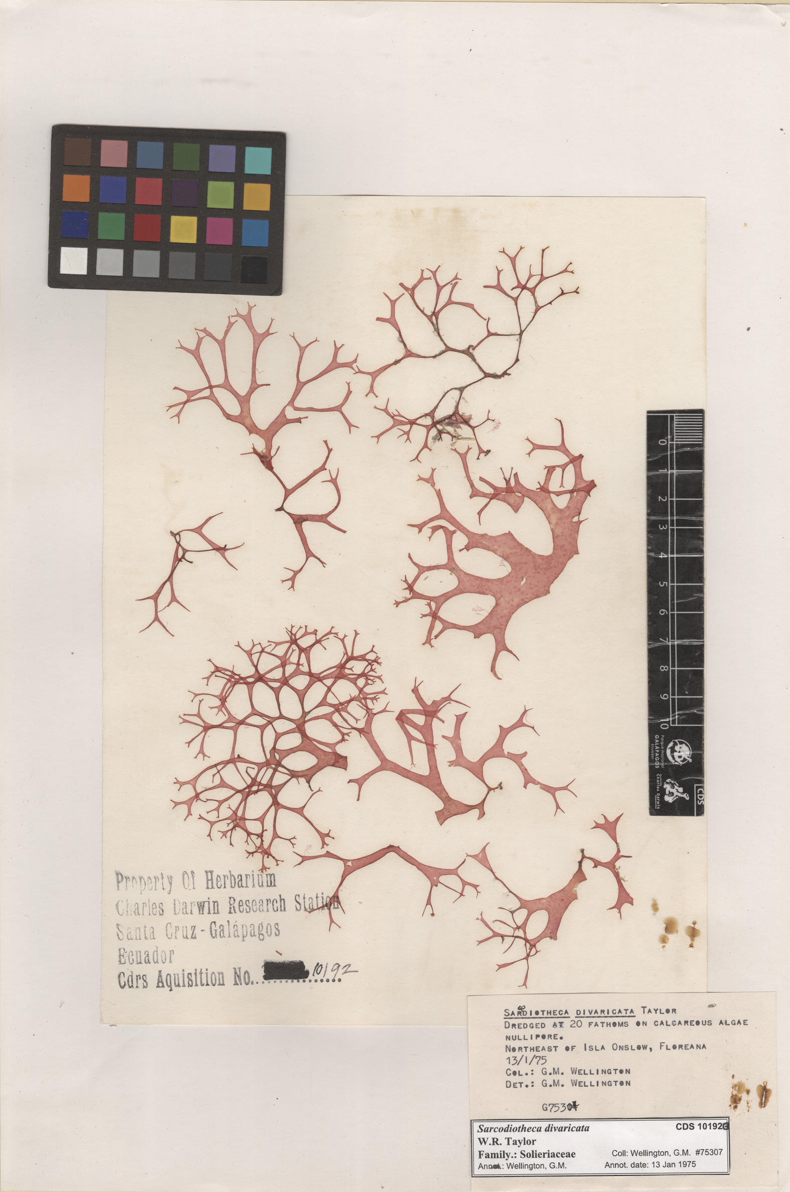 Sarcodiotheca divaricata , CDS specimen herbarium. Photo: Bravo, L..