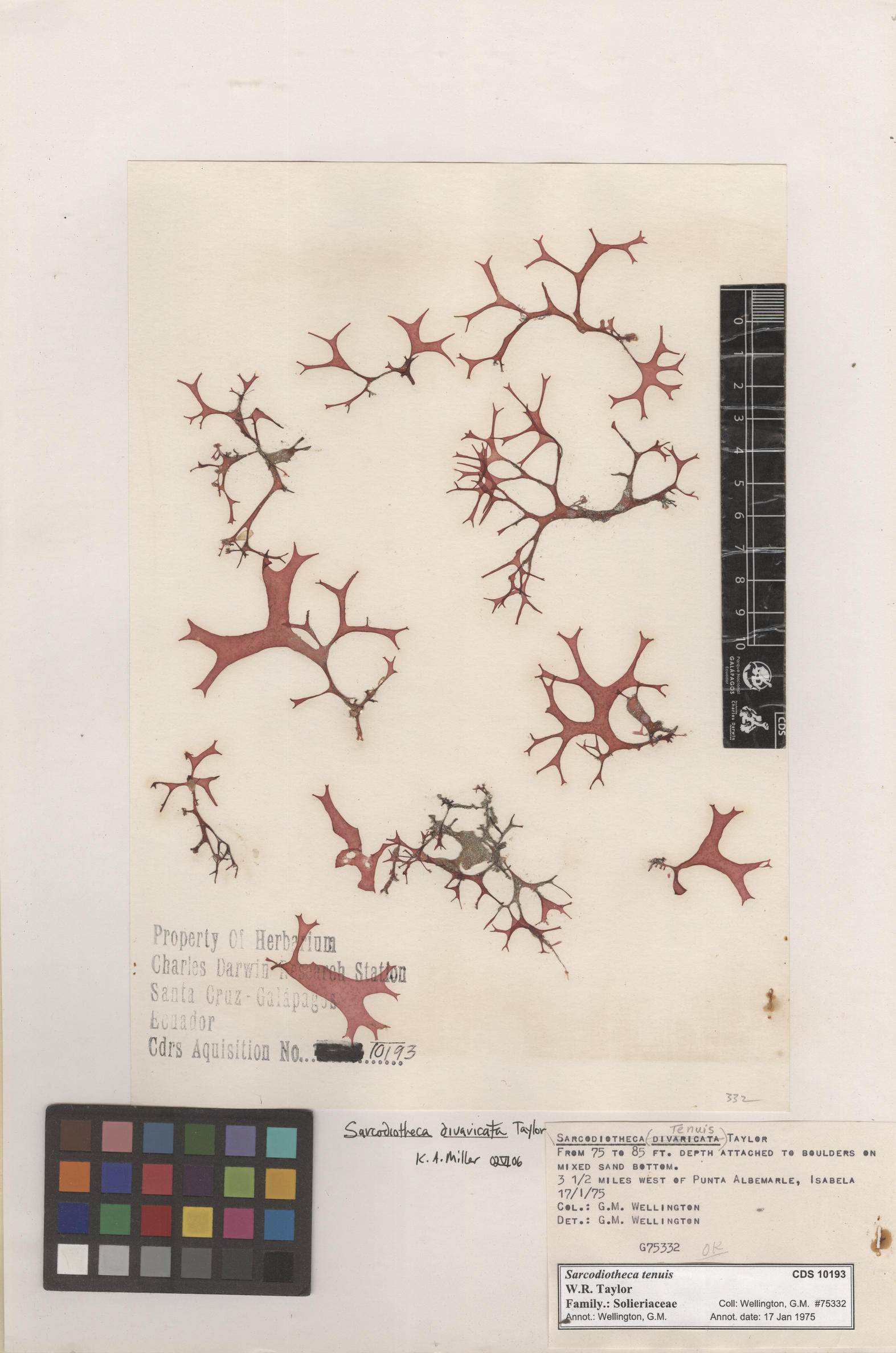  Sarcodiotheca tenuis , CDS specimen herbarium. Photo: Bravo, L..