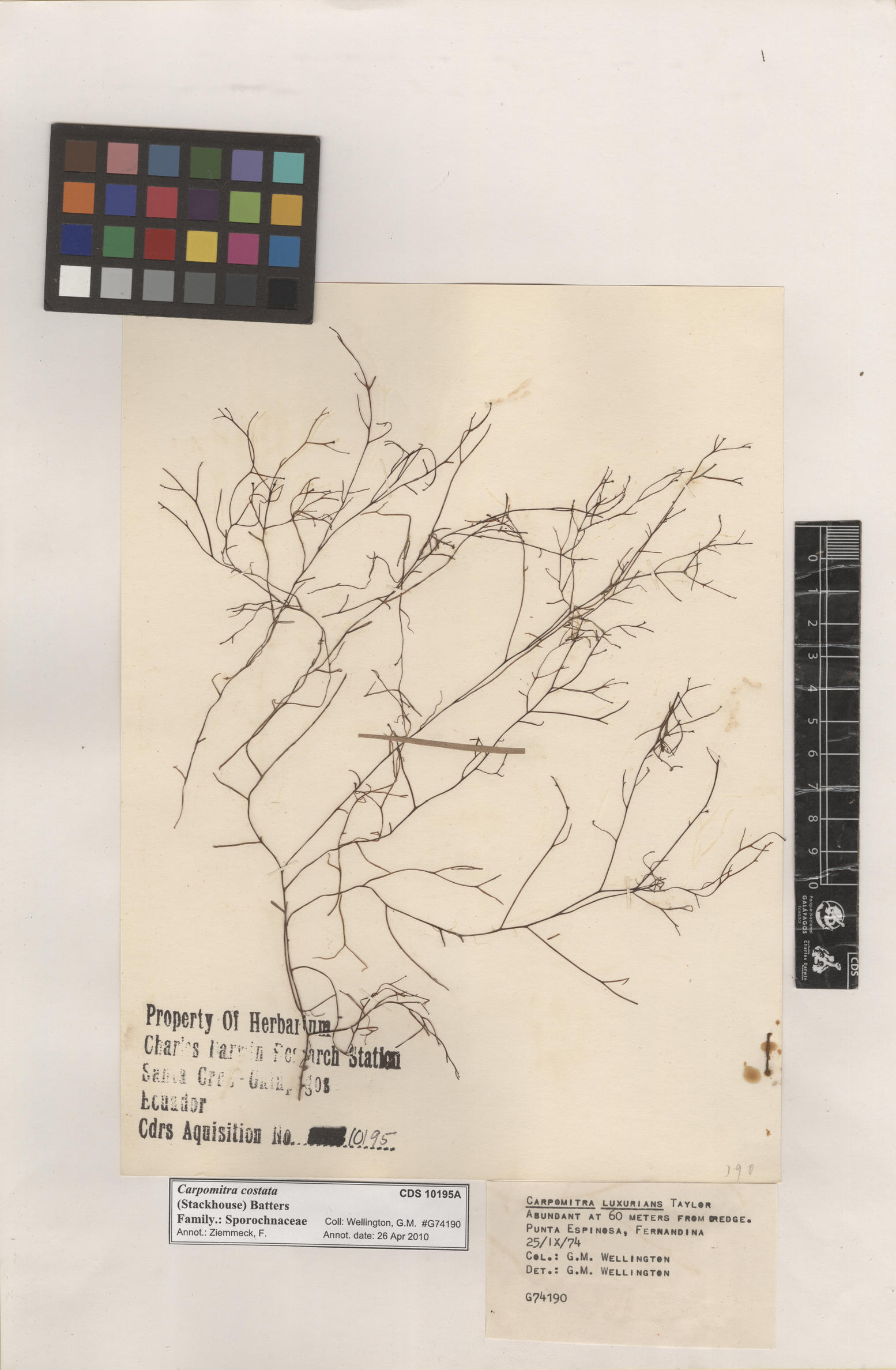  Carpomitra costata , CDS specimen herbarium. Photo: Bravo, L..