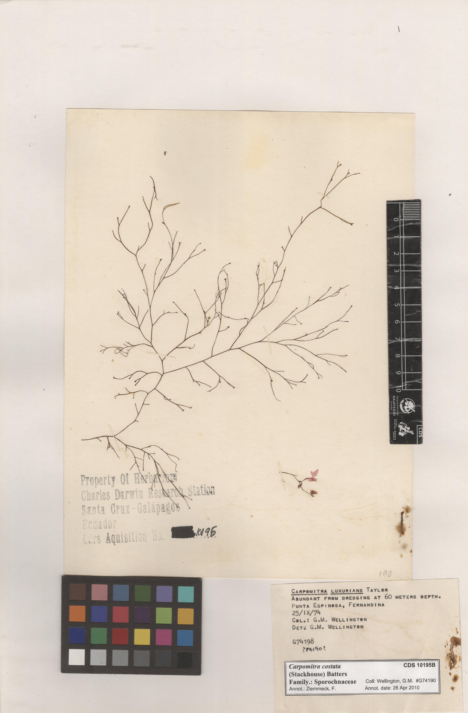  Carpomitra costata , CDS specimen herbarium. Photo: Bravo, L..