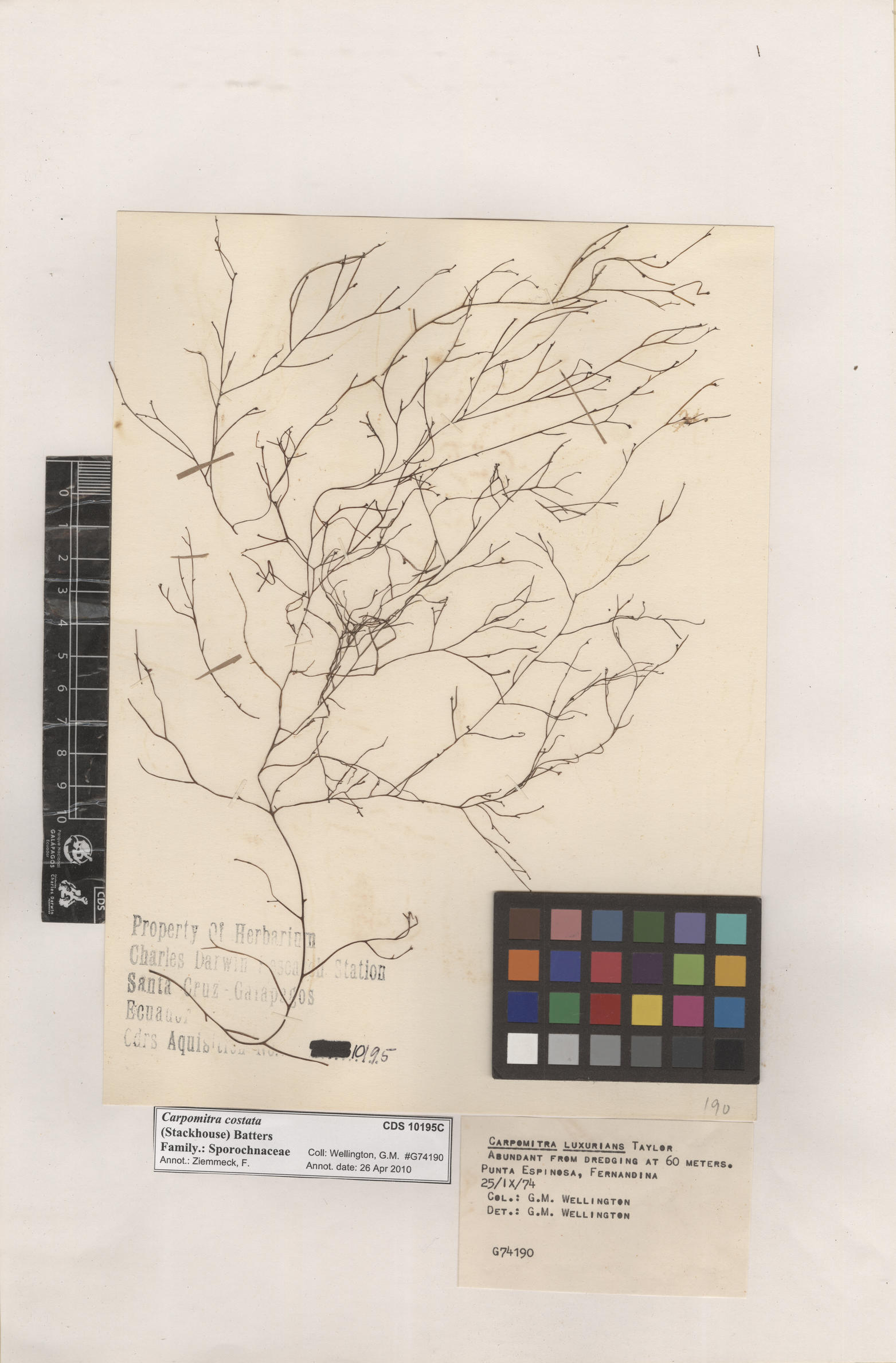  Carpomitra costata , CDS specimen herbarium. Photo: Bravo, L..