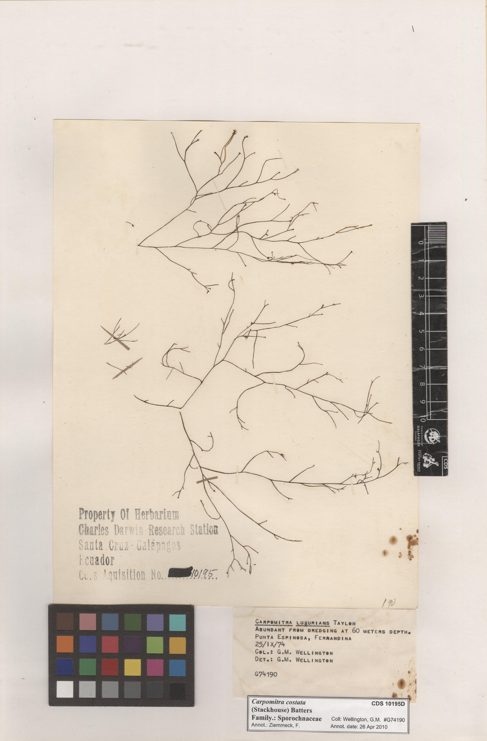  Carpomitra costata , CDS specimen herbarium. Photo: Bravo, L..