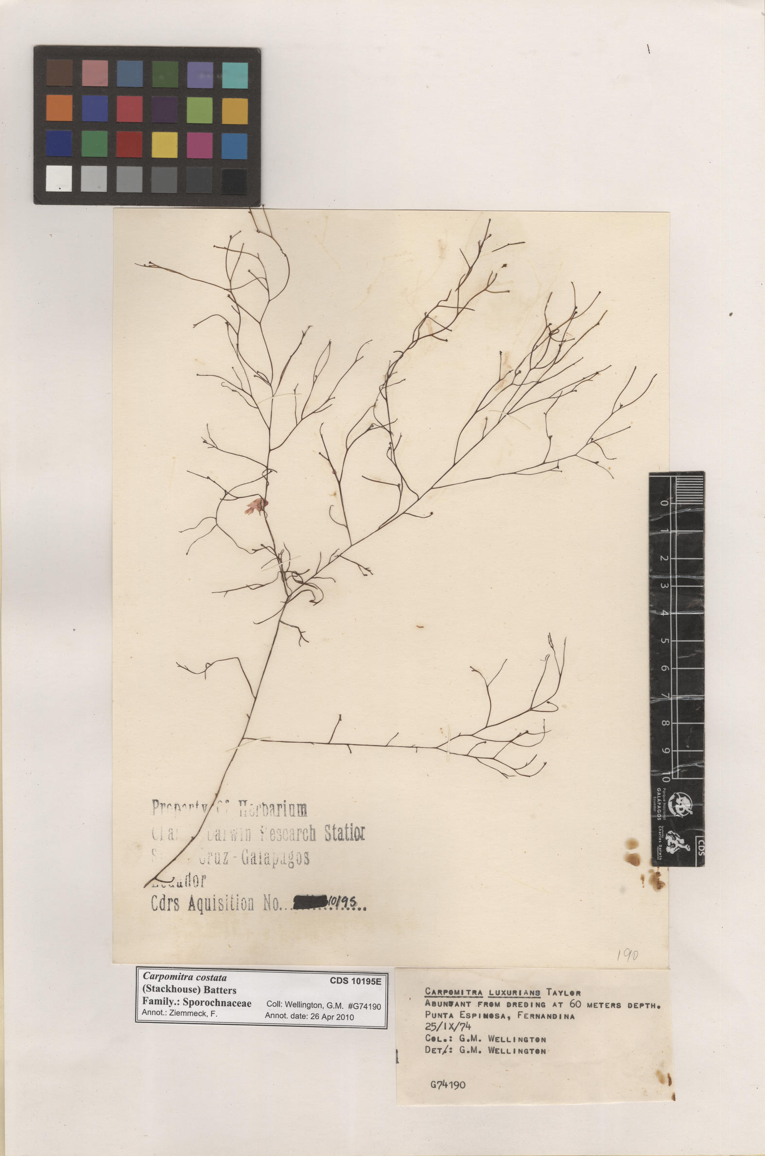  Carpomitra costata , CDS specimen herbarium. Photo: Bravo, L..