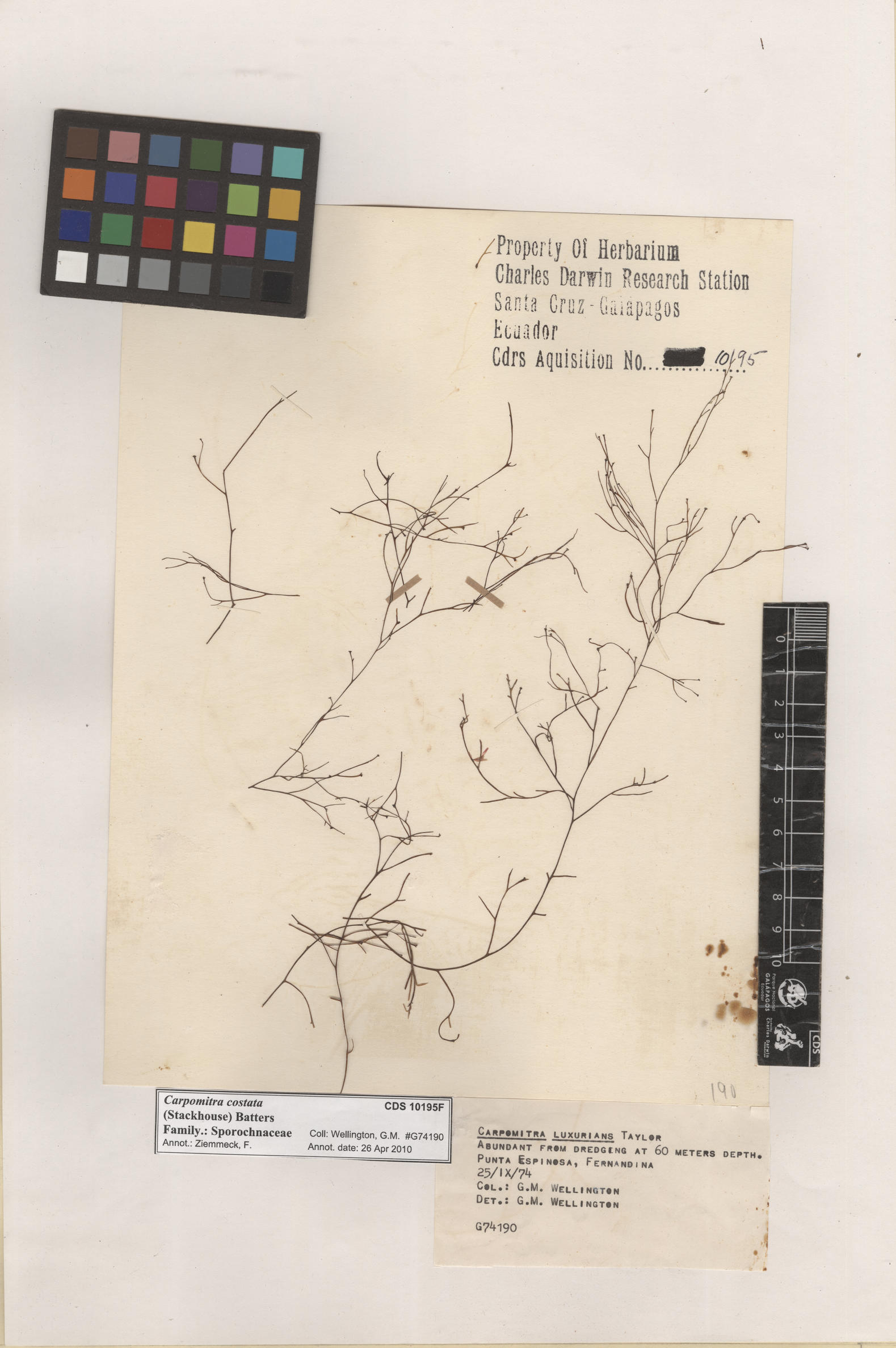  Carpomitra costata , CDS specimen herbarium. Photo: Bravo, L..