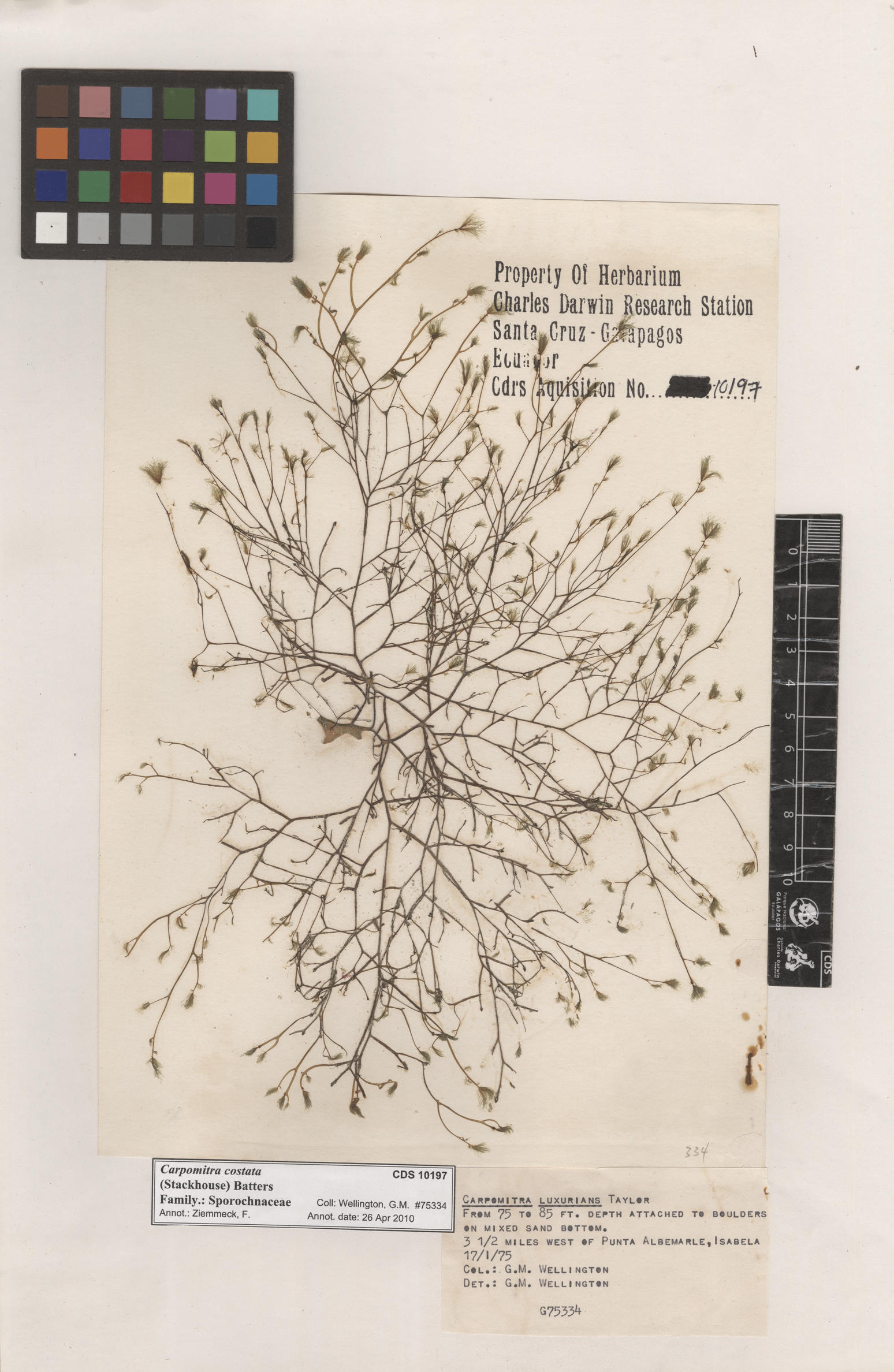  Carpomitra costata , CDS specimen herbarium. Photo: Bravo, L..