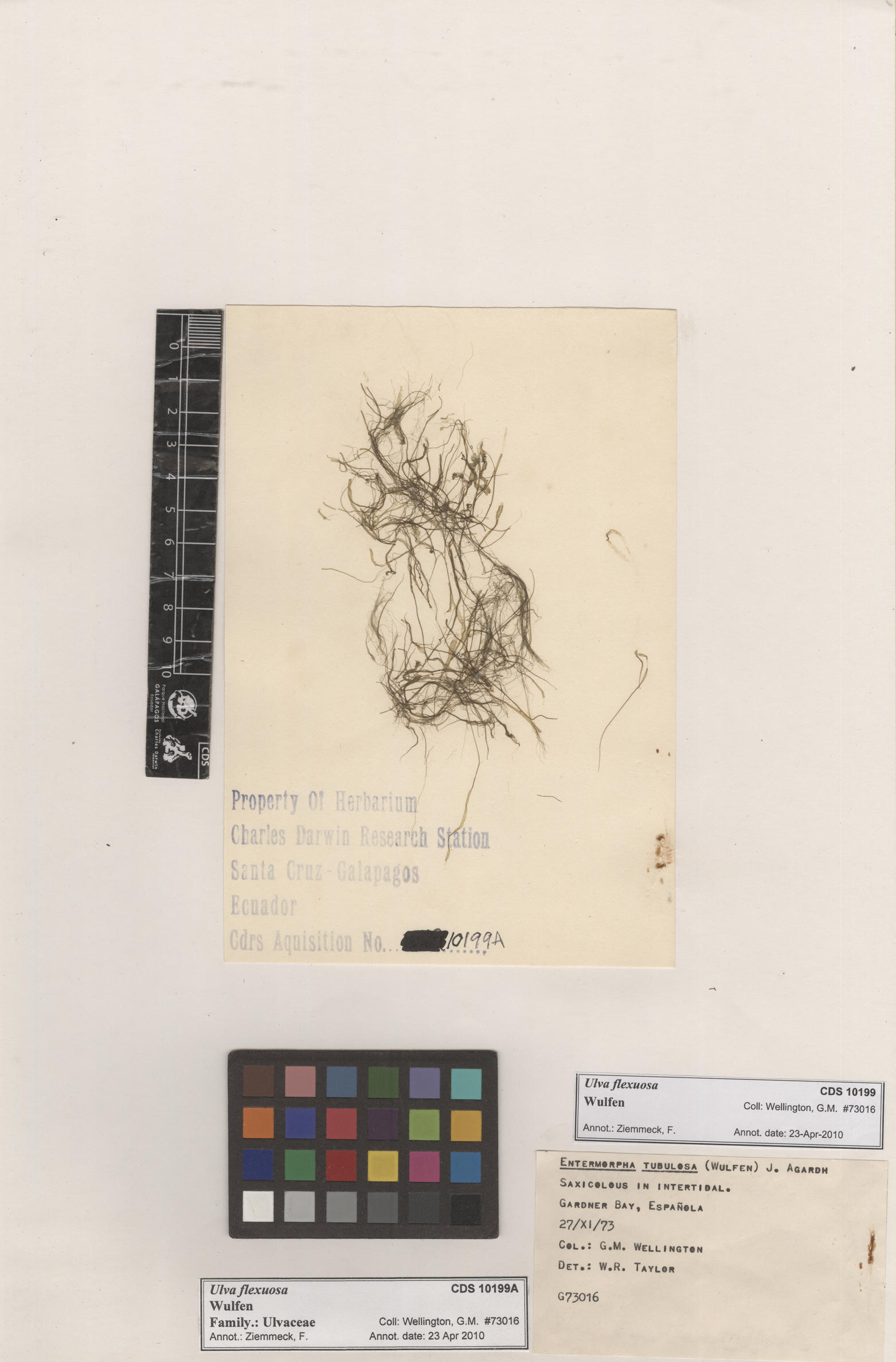  Ulva flexuosa , CDS specimen herbarium. Photo: Bravo, L..