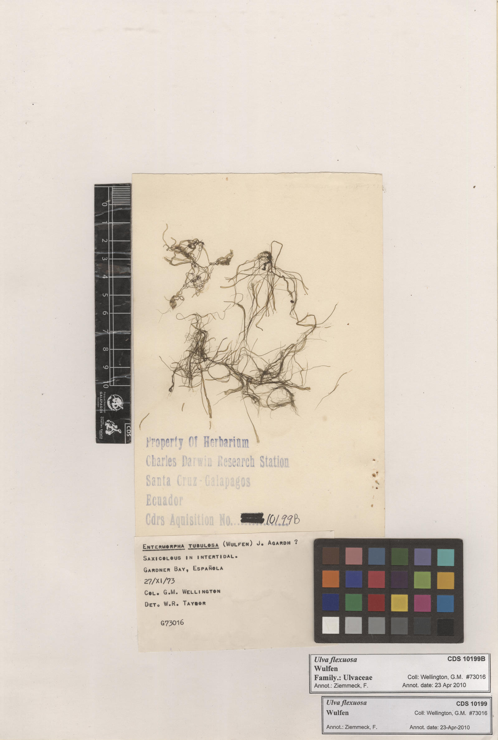  Ulva flexuosa  , CDS specimen herbarium. Photo: Bravo, L..