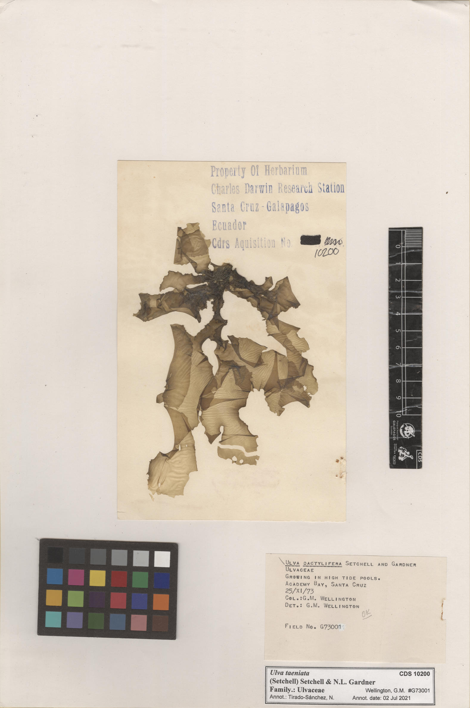  Ulva taeniata , CDS specimen herbarium. Photo: Bravo, L..
