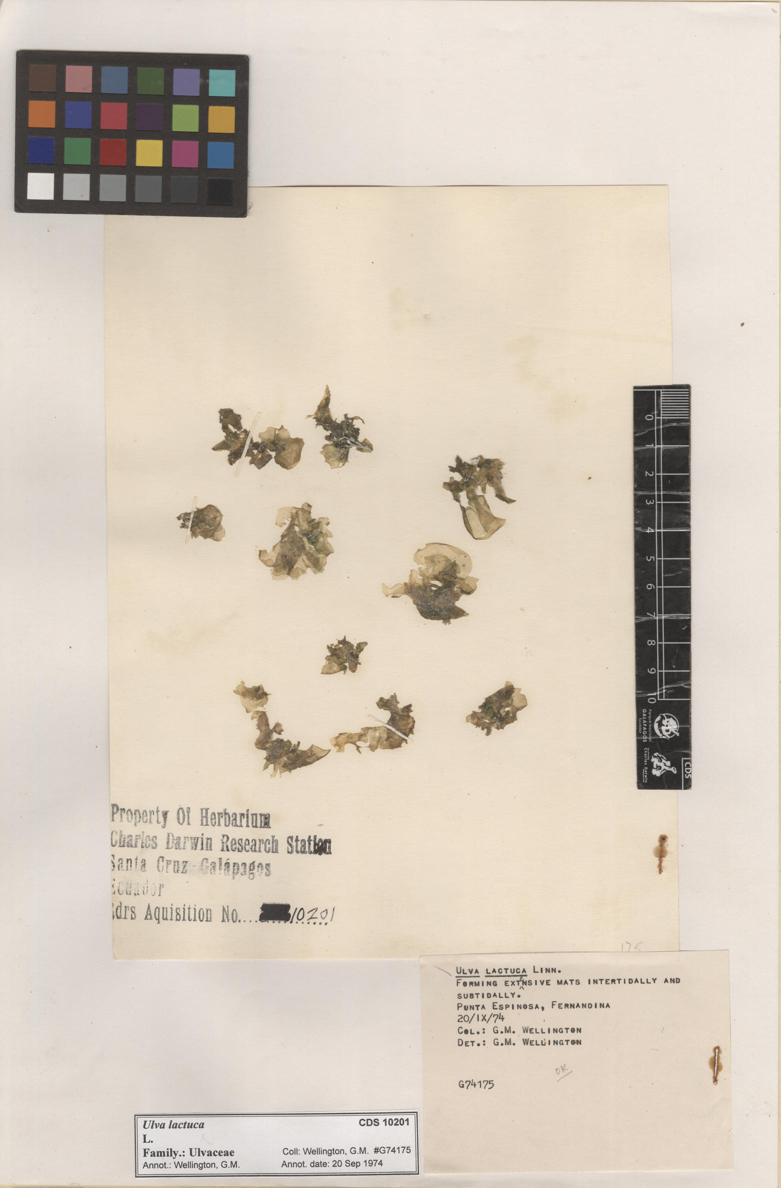  Ulva lactuca , CDS specimen herbarium. Photo: Bravo, L..