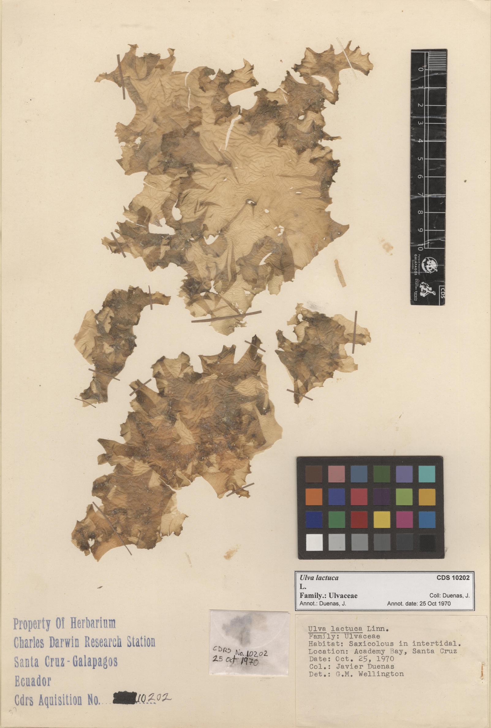  Ulva lactuca , CDS specimen herbarium. Photo: Bravo, L..