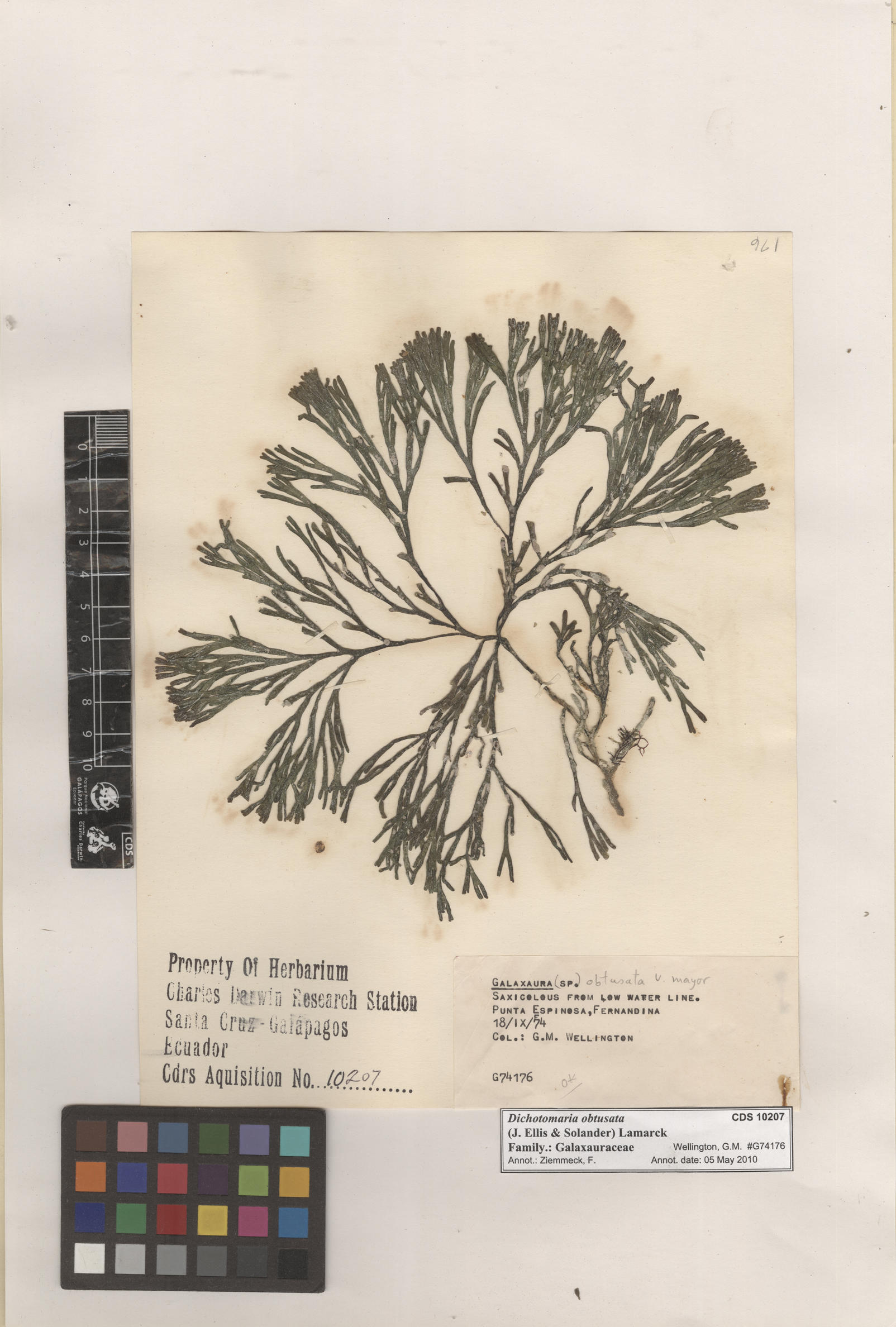  Dichotomaria obtusata , CDS specimen herbarium. Photo: Bravo, L..