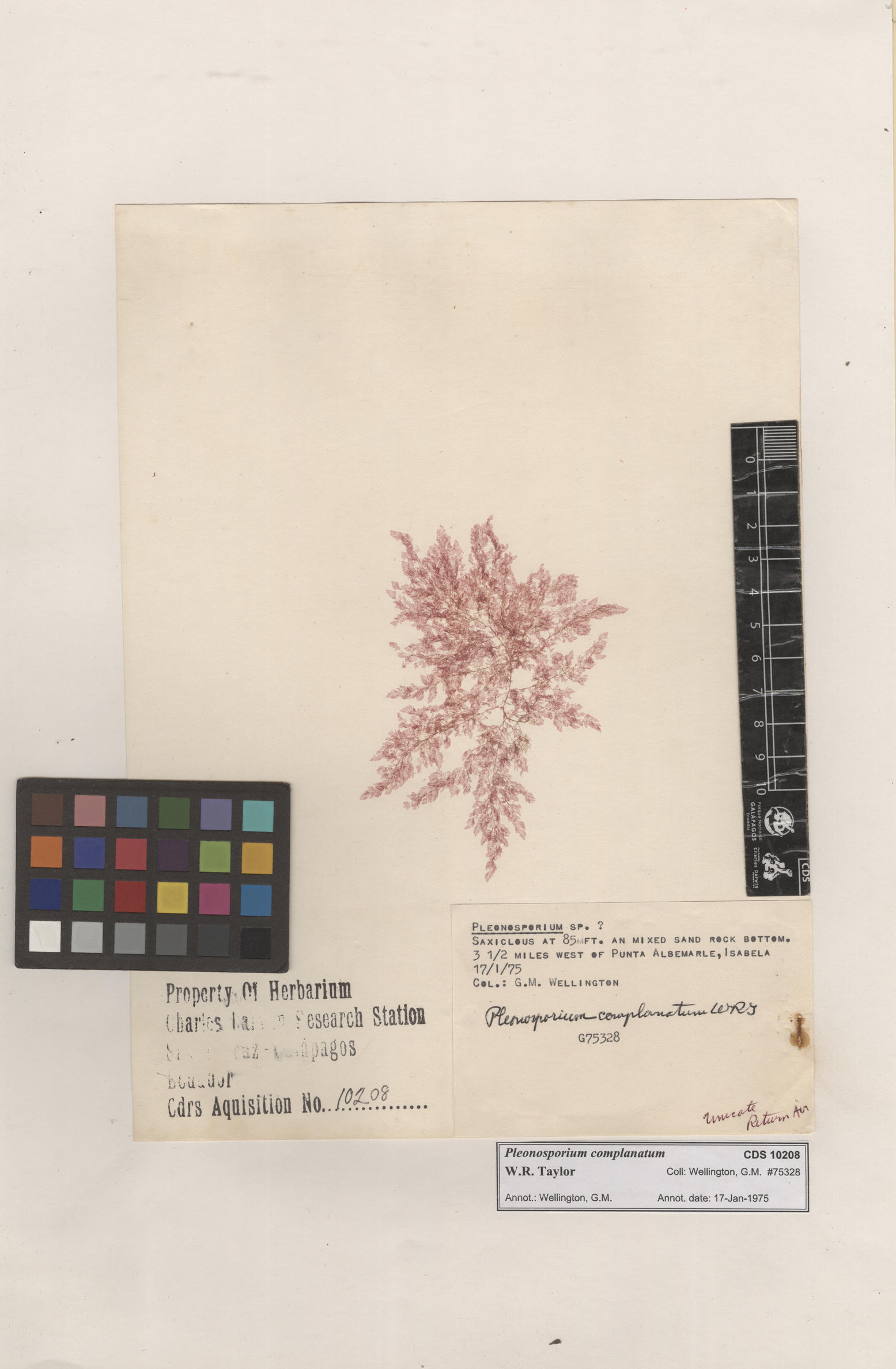 Pleonosporium complanatum , CDS specimen herbarium. Photo: Bravo, L..