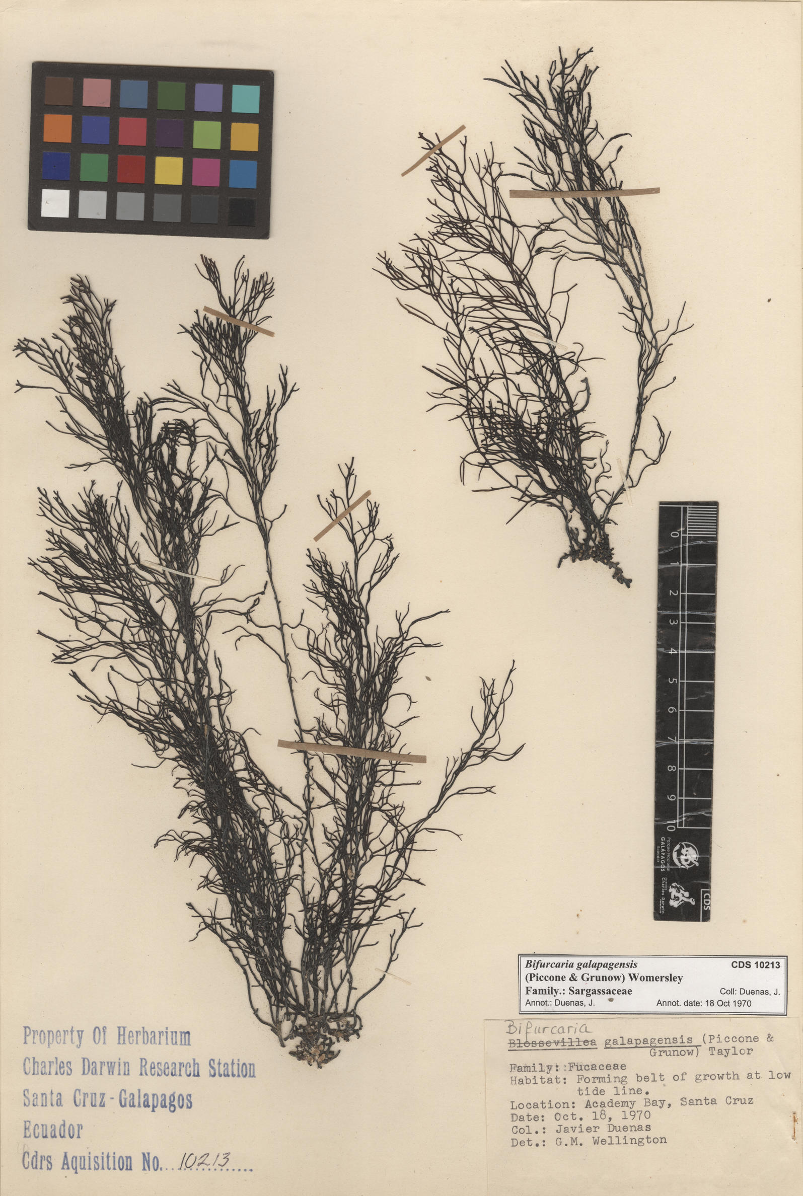  Bifurcaria galapagensis , CDS specimen herbarium. Photo: Bravo, L..