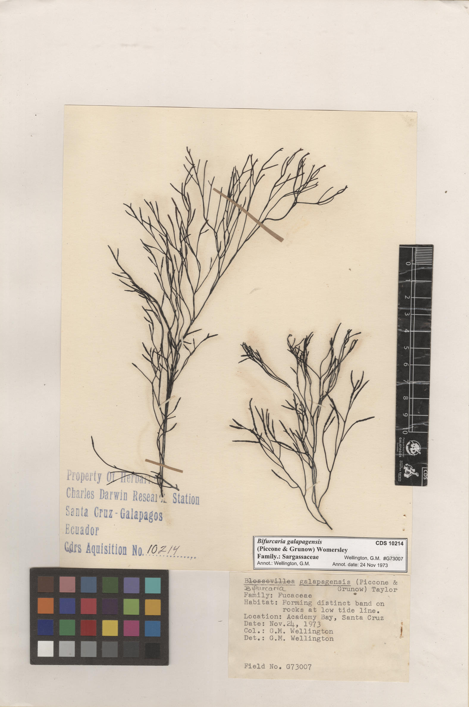  Bifurcaria galapagensis , CDS especimen de herbario. Photo: Bravo, L..