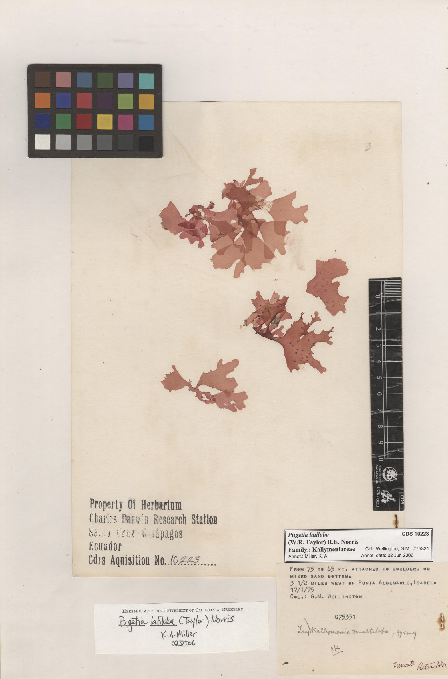Pugetia latiloba , CDS specimen herbarium. Photo: Bravo, L..